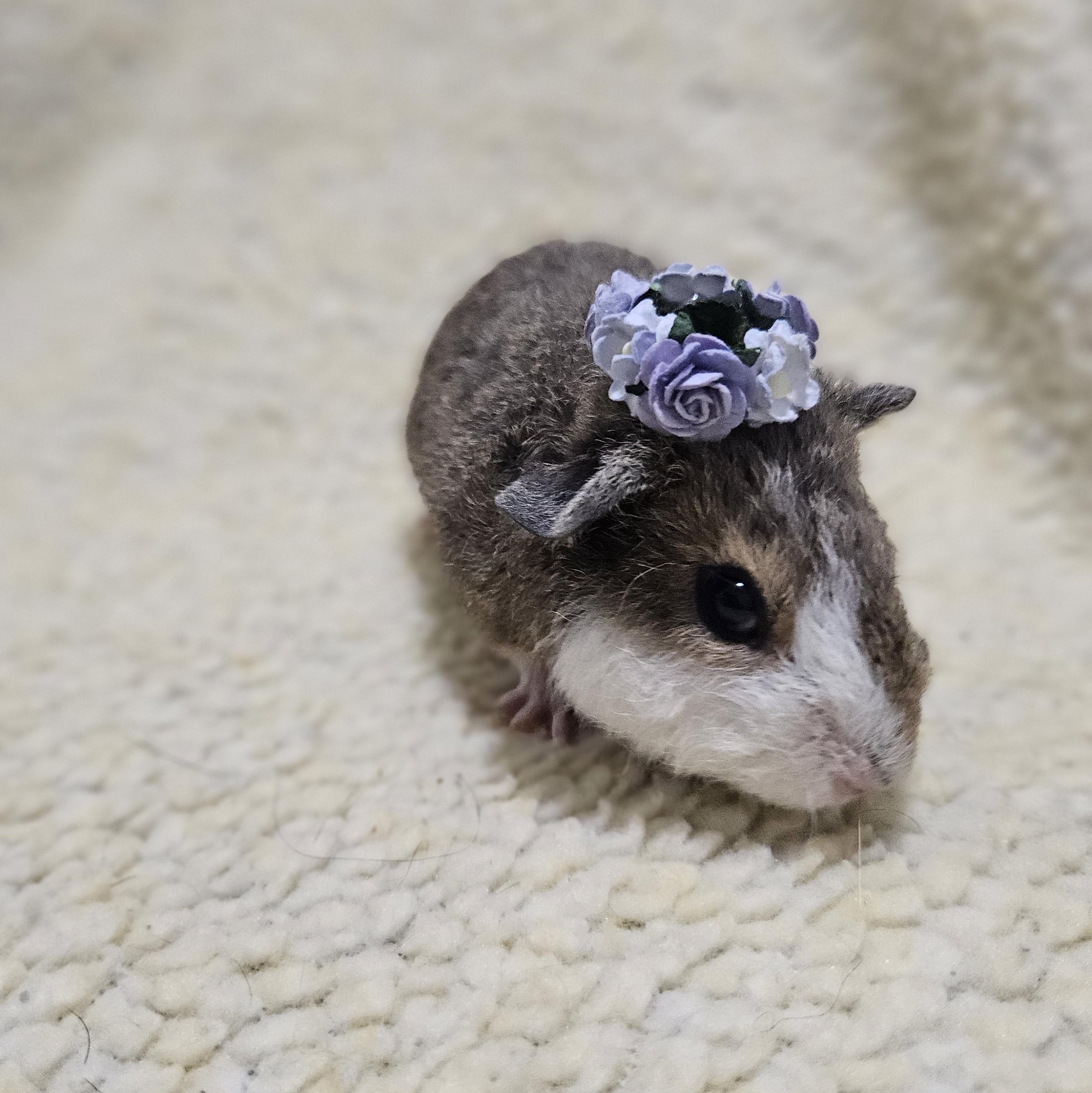 Enlarge Beaker, a ADOPTABLE Guinea Pig in Medfield, MA image 3/6