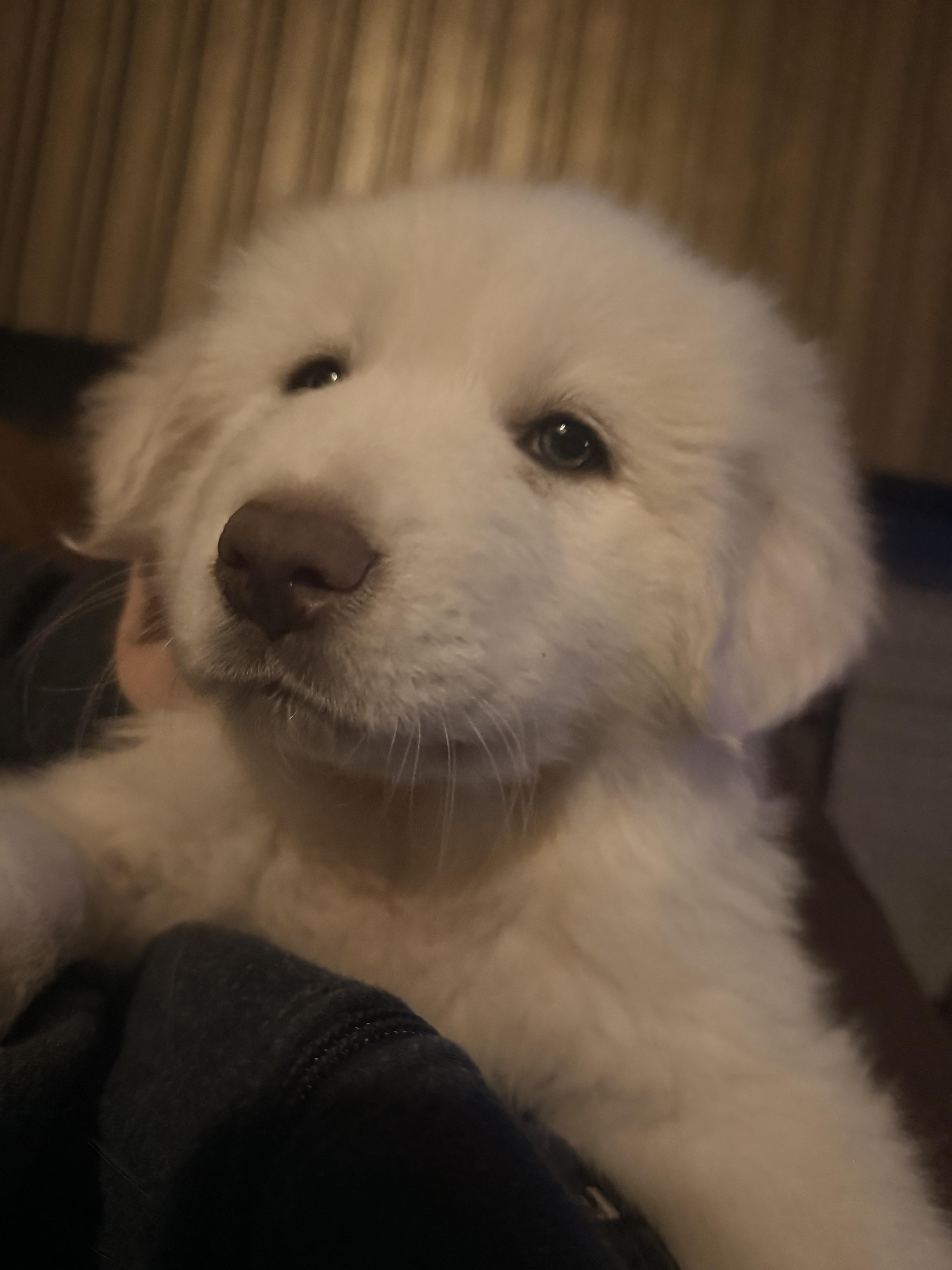 Scarlett, an adopted Great Pyrenees in Frisco, TX image 3/4