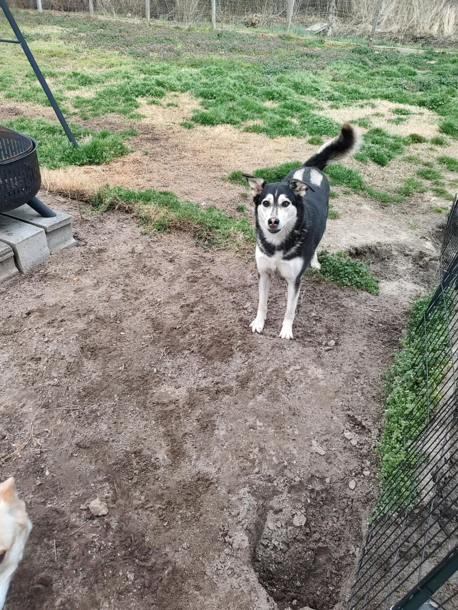 Luna, Adoptable, Adult Female Husky.