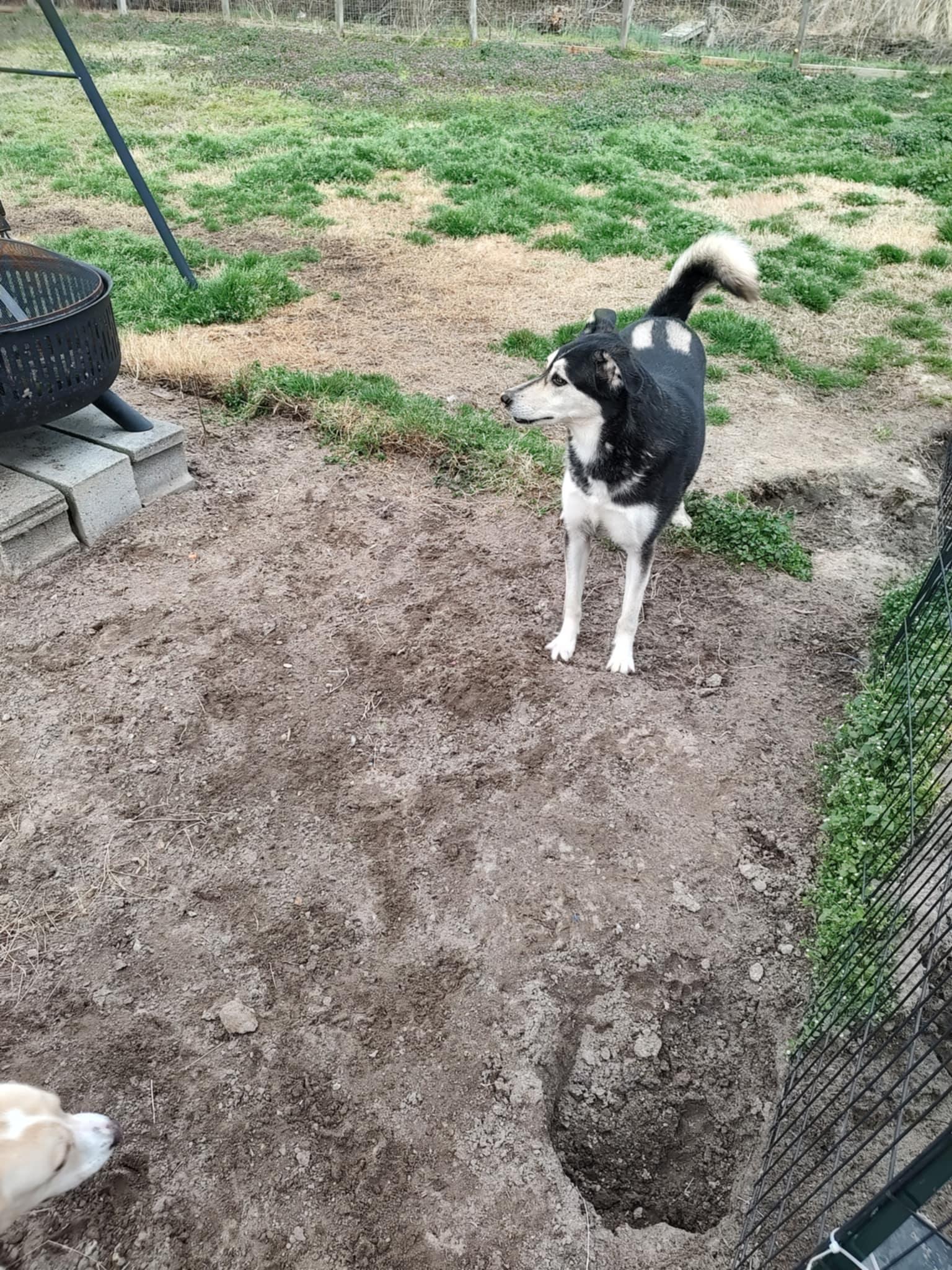 Enlarge Luna, a Adoptable Husky in Union Beach, NJ image 2/2