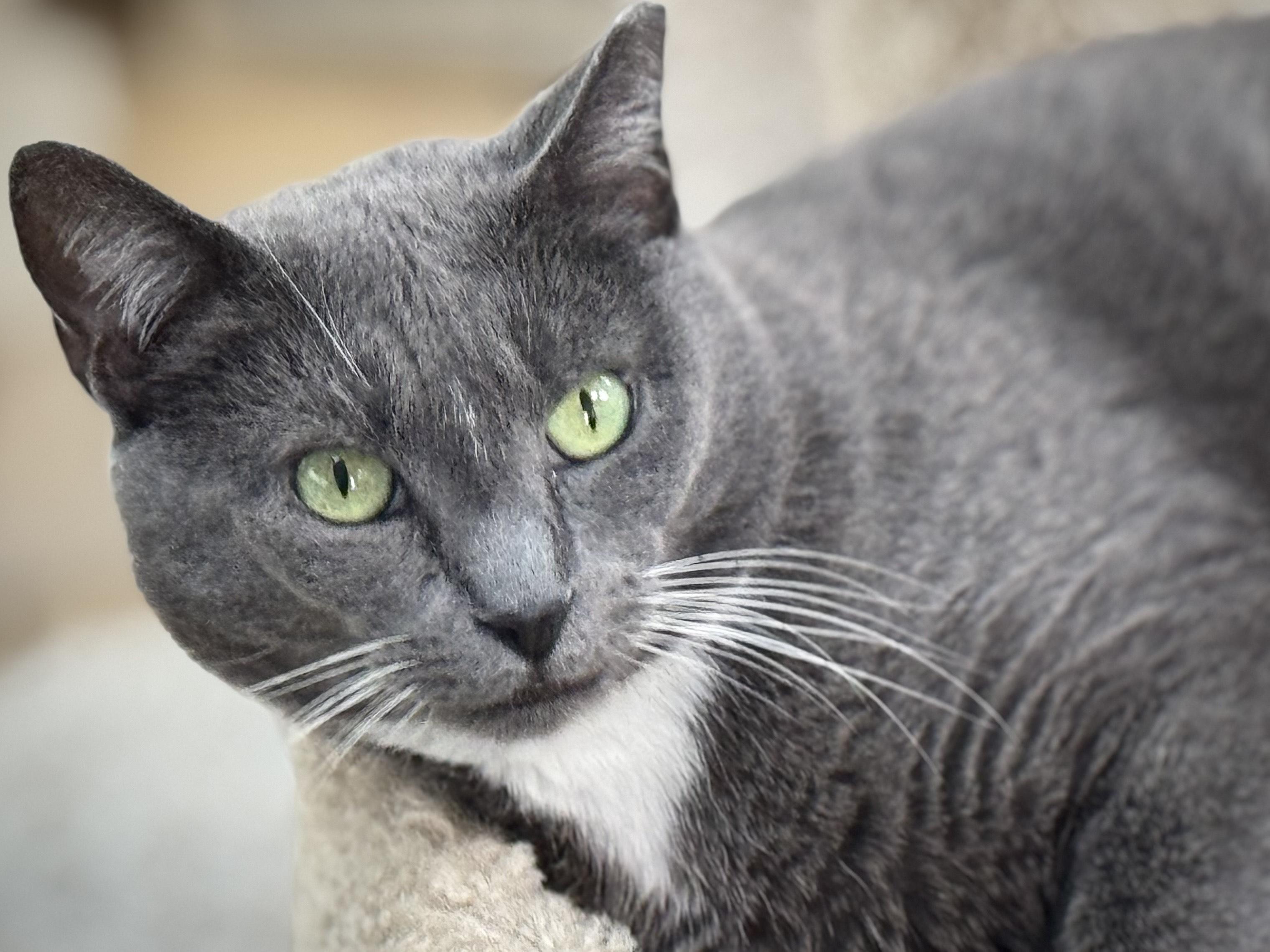 KOLBY, Adoptable, Adult Female Domestic Short Hair.