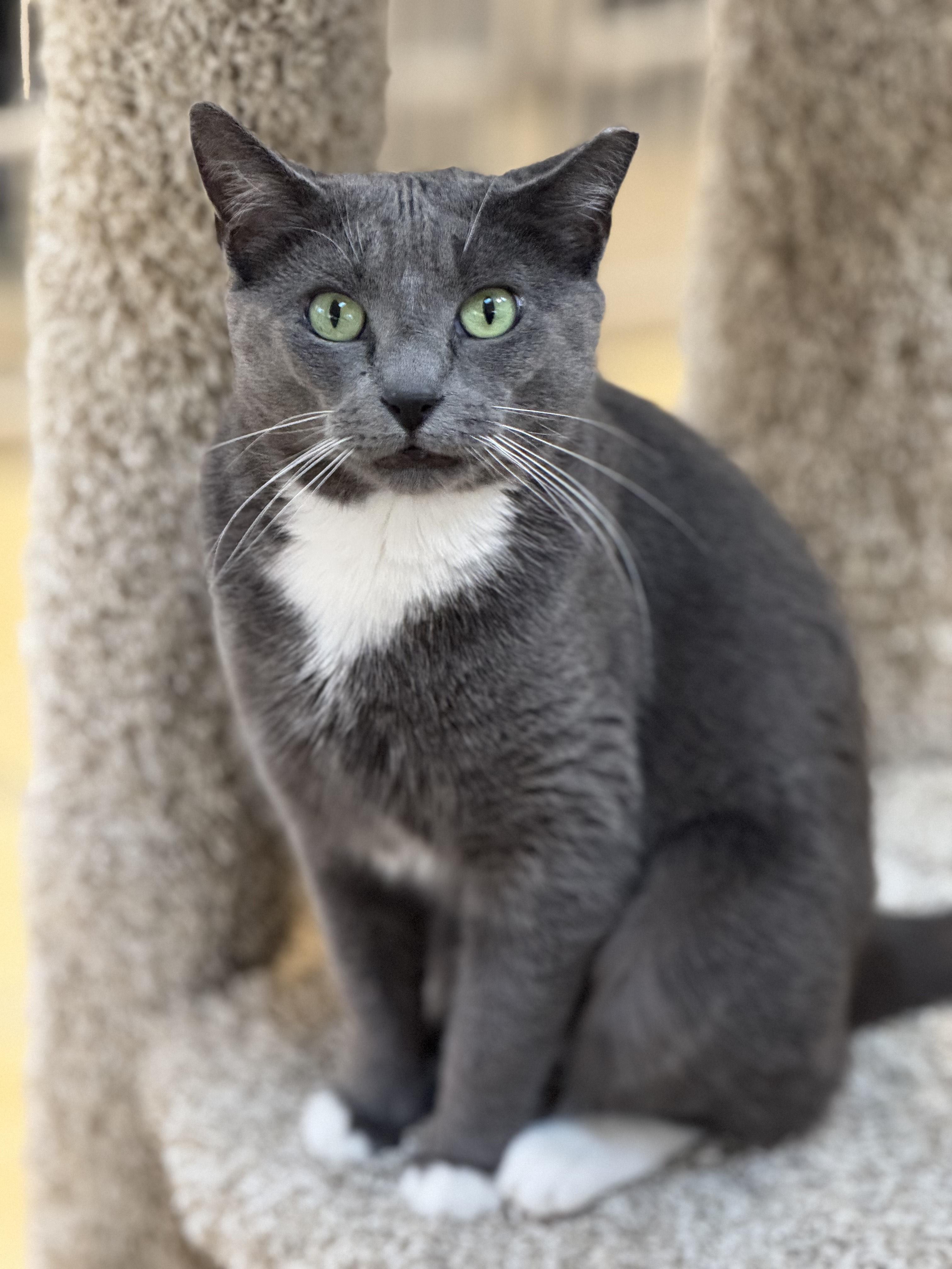 KOLBY, a Adoptable Domestic Short Hair in Hamilton, NJ image 3/3