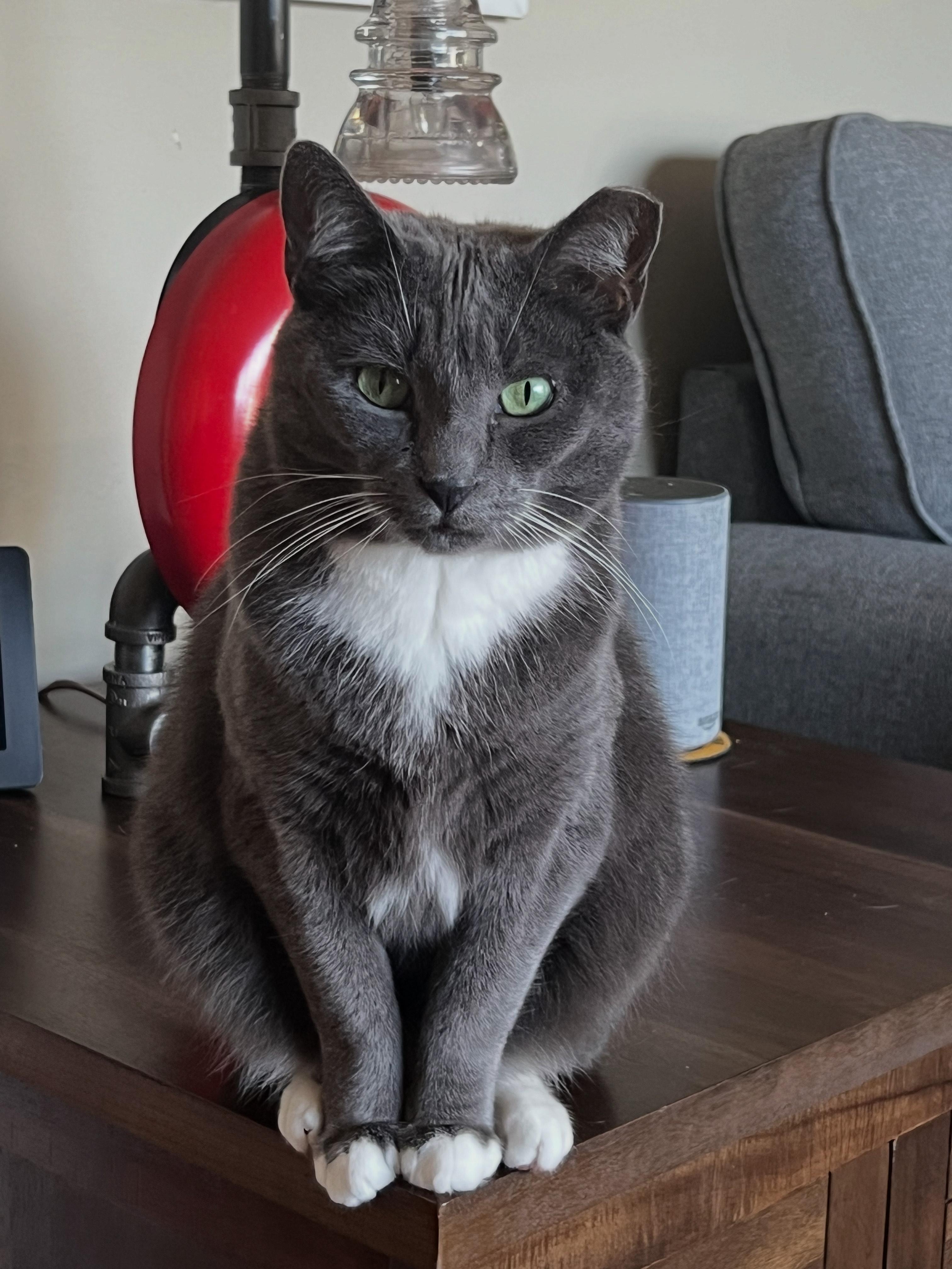 KOLBY, a Adoptable Domestic Short Hair in Hamilton, NJ image 2/3