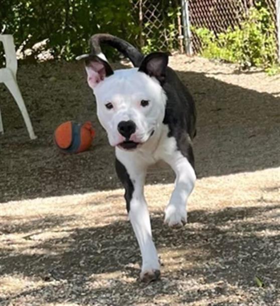 Enlarge OLLIE OLLIE, a Adoptable mixed breed in Peoria, IL image 1/1