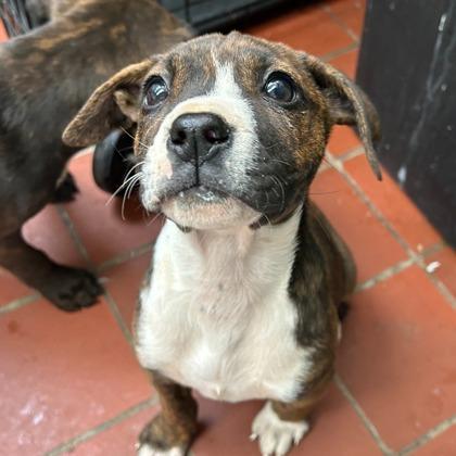 Enlarge Jenny J, a Adoptable mixed breed in Munster, IN image 1/1