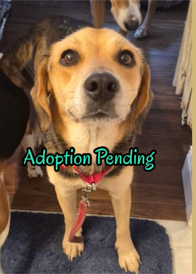 Mimi II, Adoptable, Young Female Beagle.