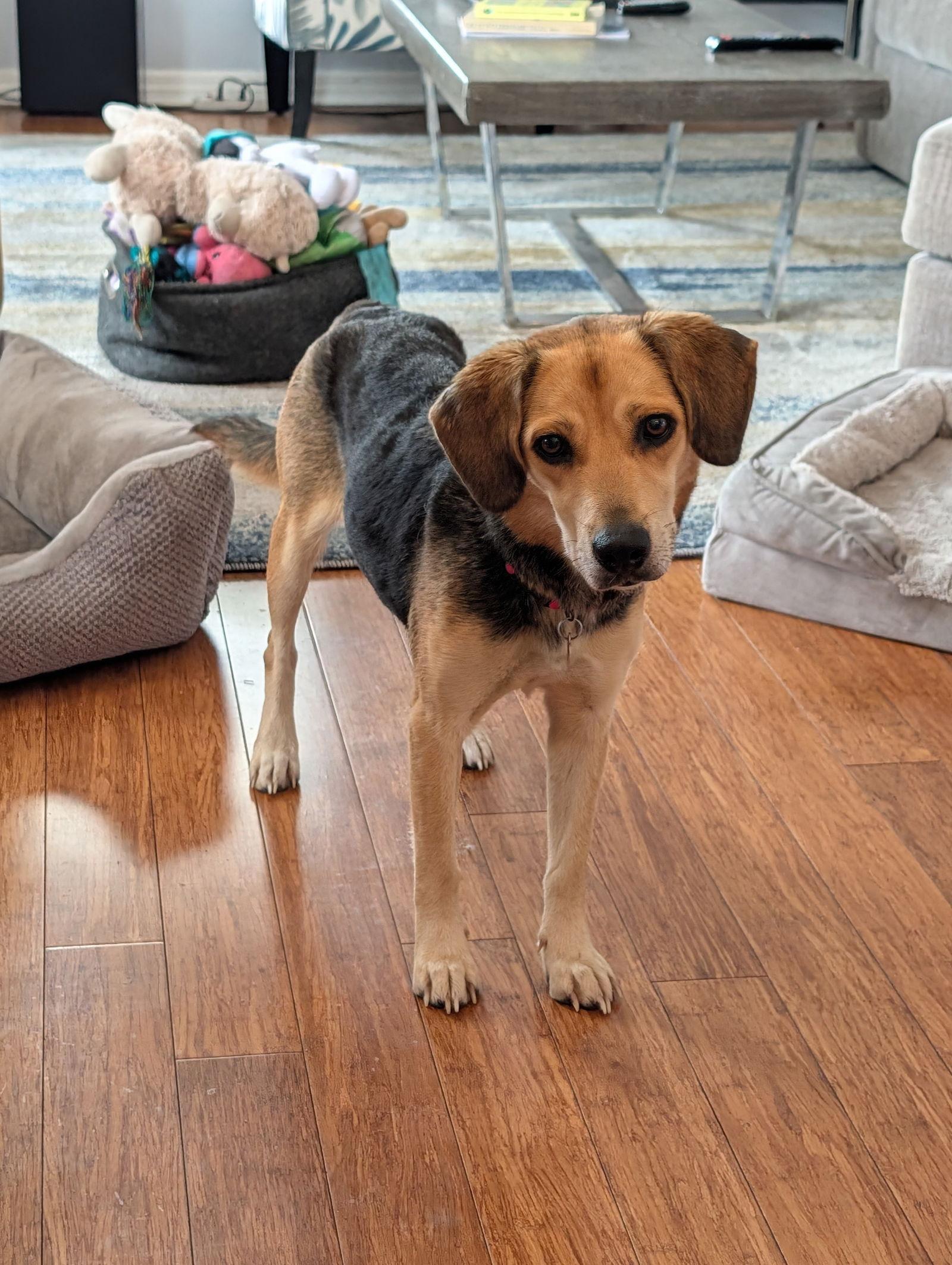 Mimi II, Adoptable, Young Female Beagle.