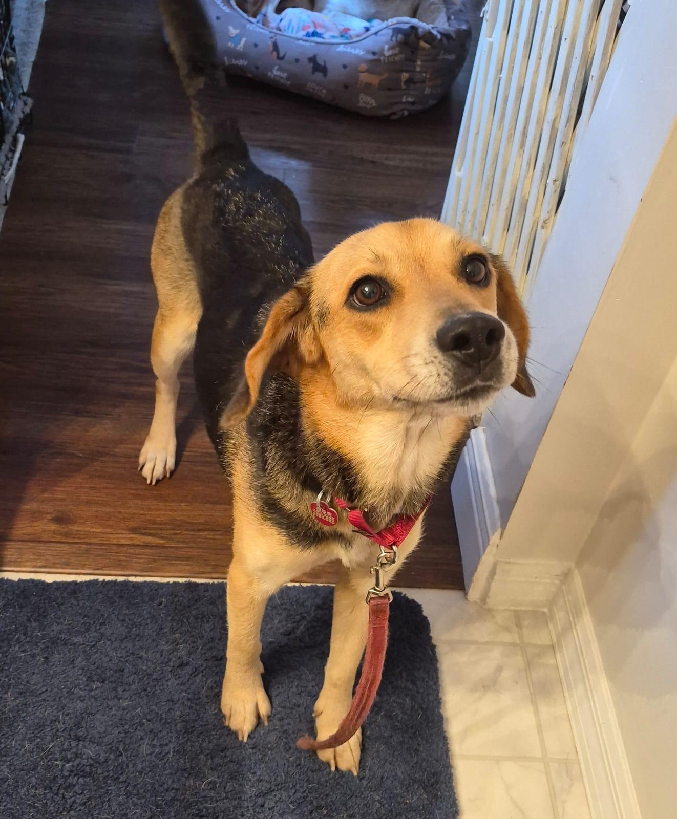 Enlarge Mimi II, a Adoptable Beagle in Dunnellon, FL image 2/3