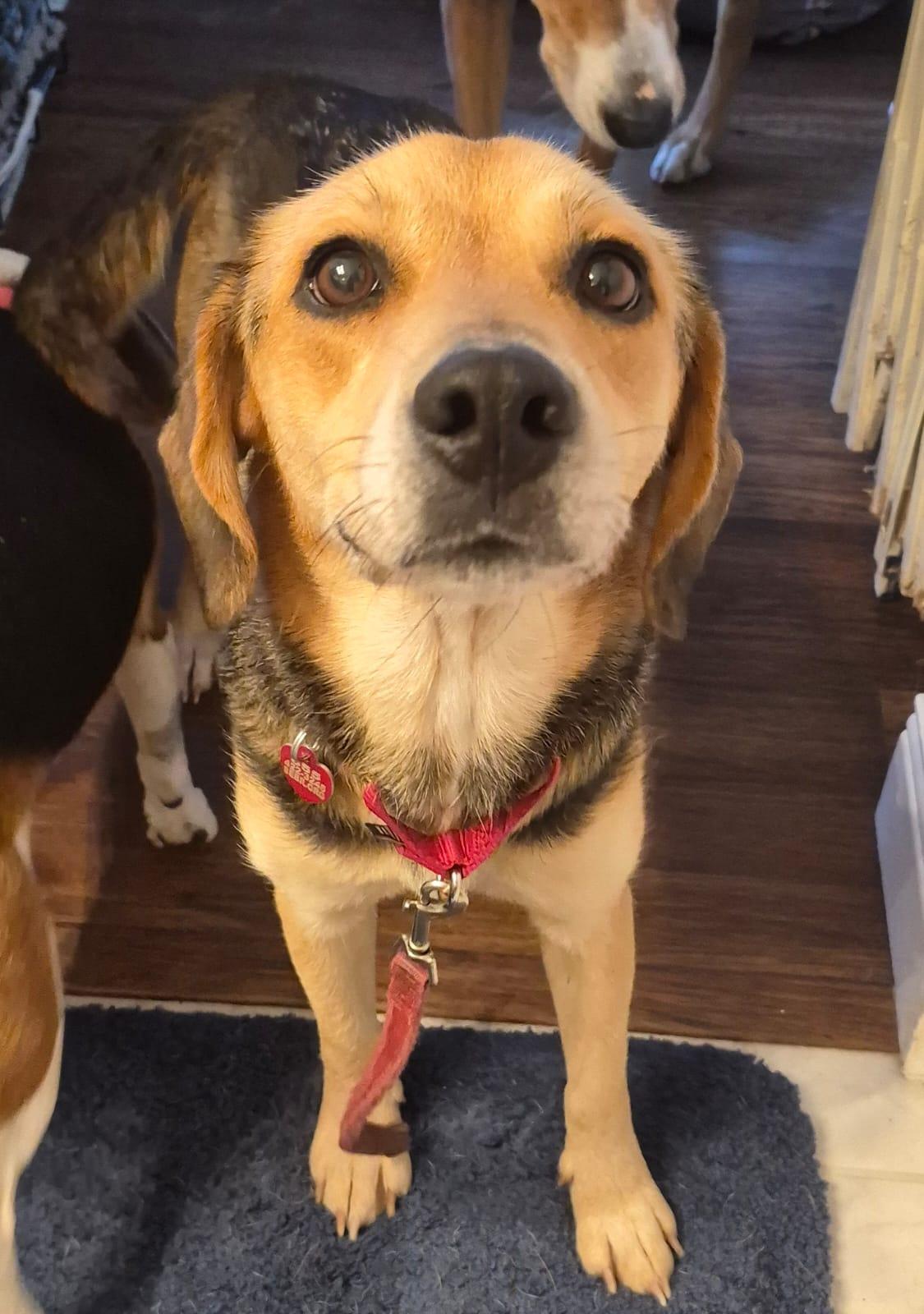 Enlarge Mimi II, a Adoptable Beagle in Dunnellon, FL image 3/3