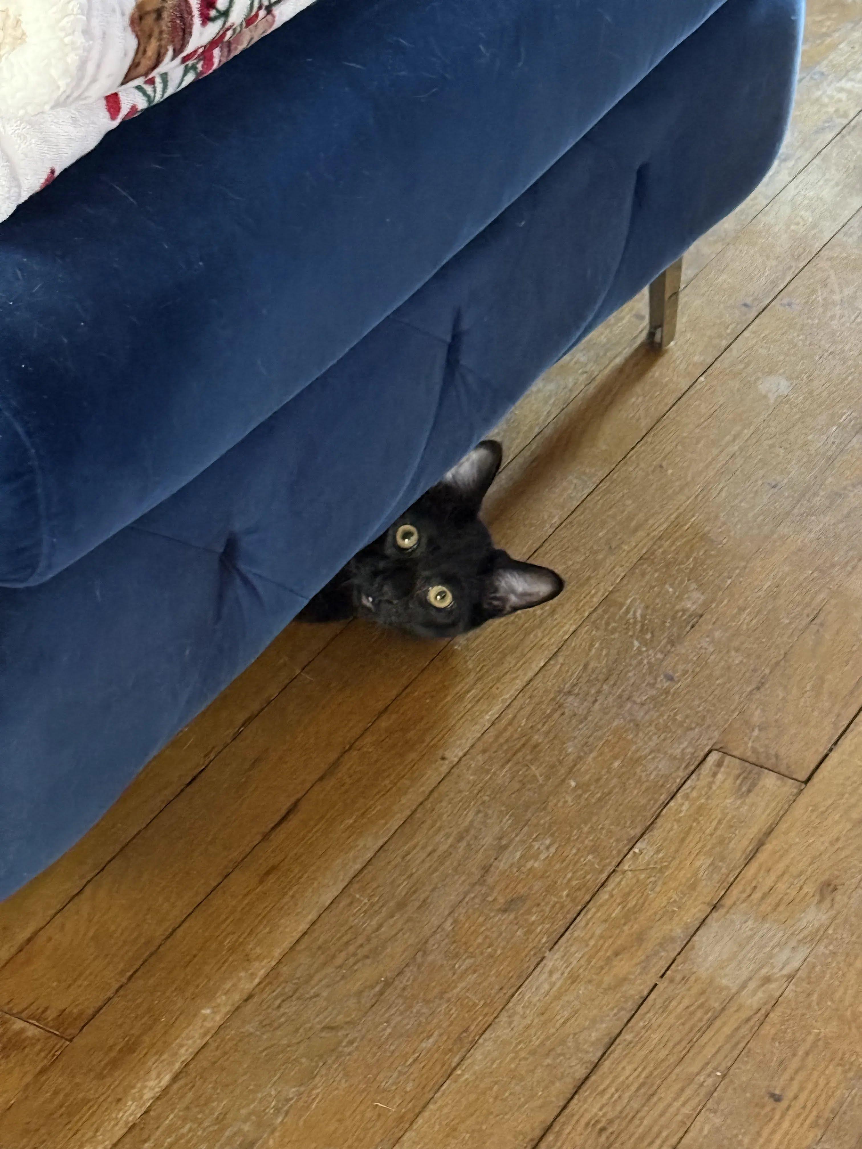 Alvie, Adoptable, Kitten Male Domestic Short Hair.