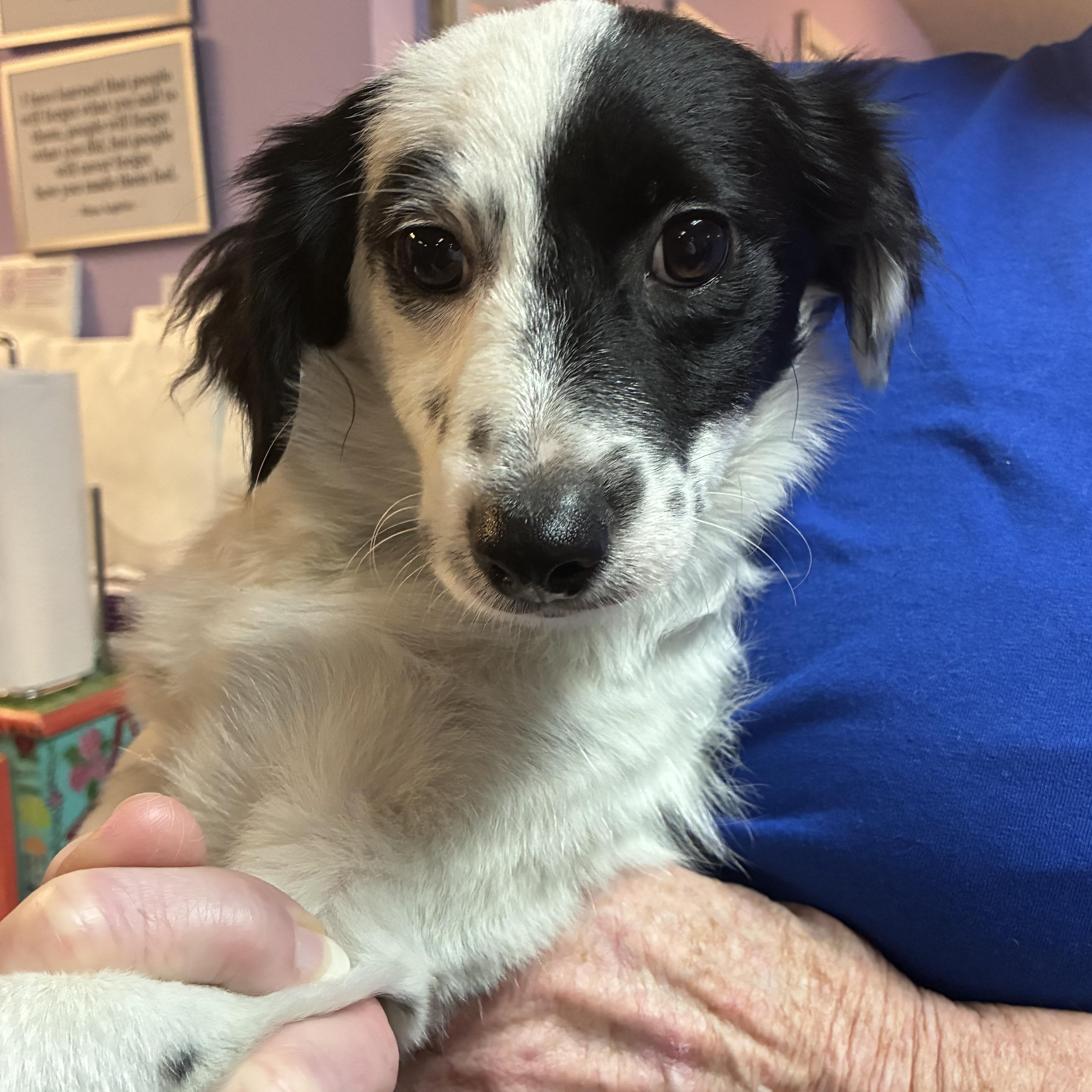 Enlarge Digit, an adopted mixed breed in Mobile, AL image 1/1