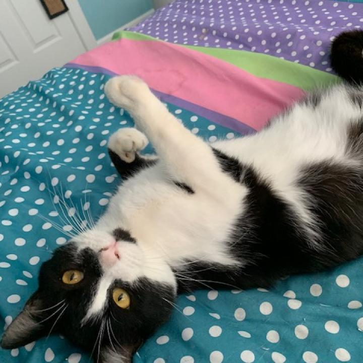 Enlarge Max, a Adoptable Domestic Short Hair in Durham, NC image 1/5