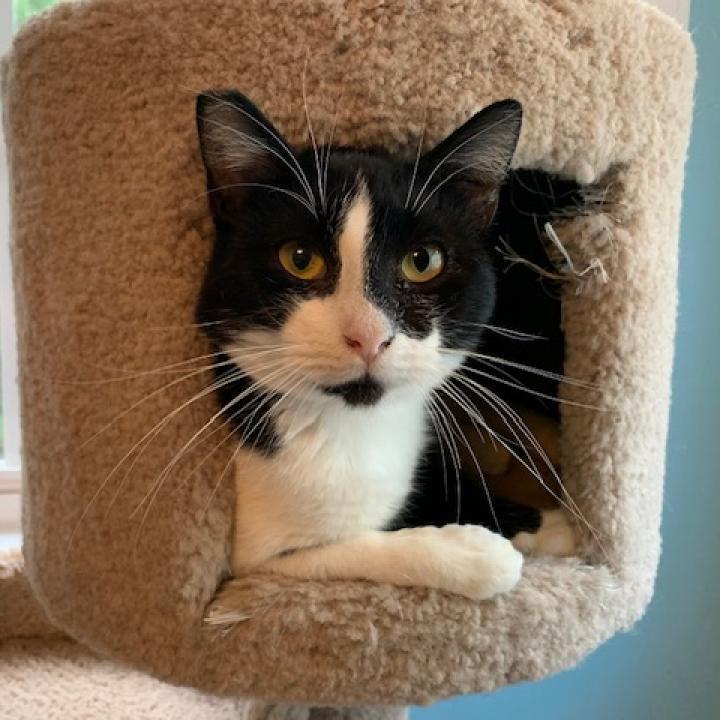 Enlarge Max, a Adoptable Domestic Short Hair in Durham, NC image 2/5