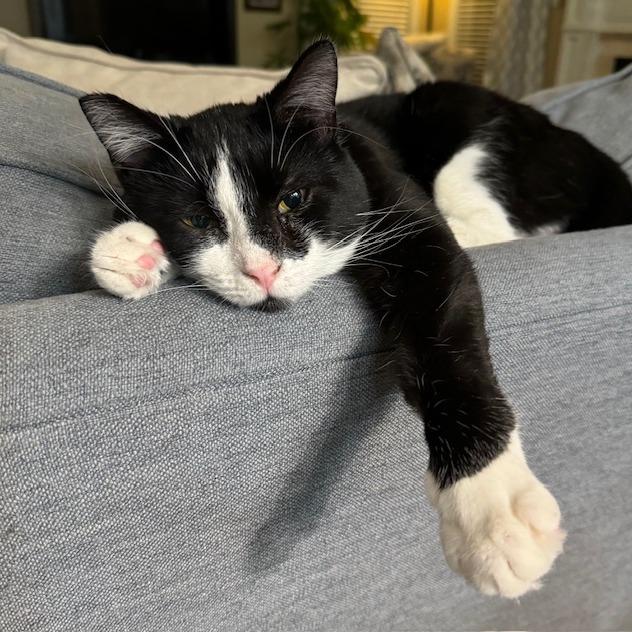 Enlarge Max, a Adoptable Domestic Short Hair in Durham, NC image 3/5