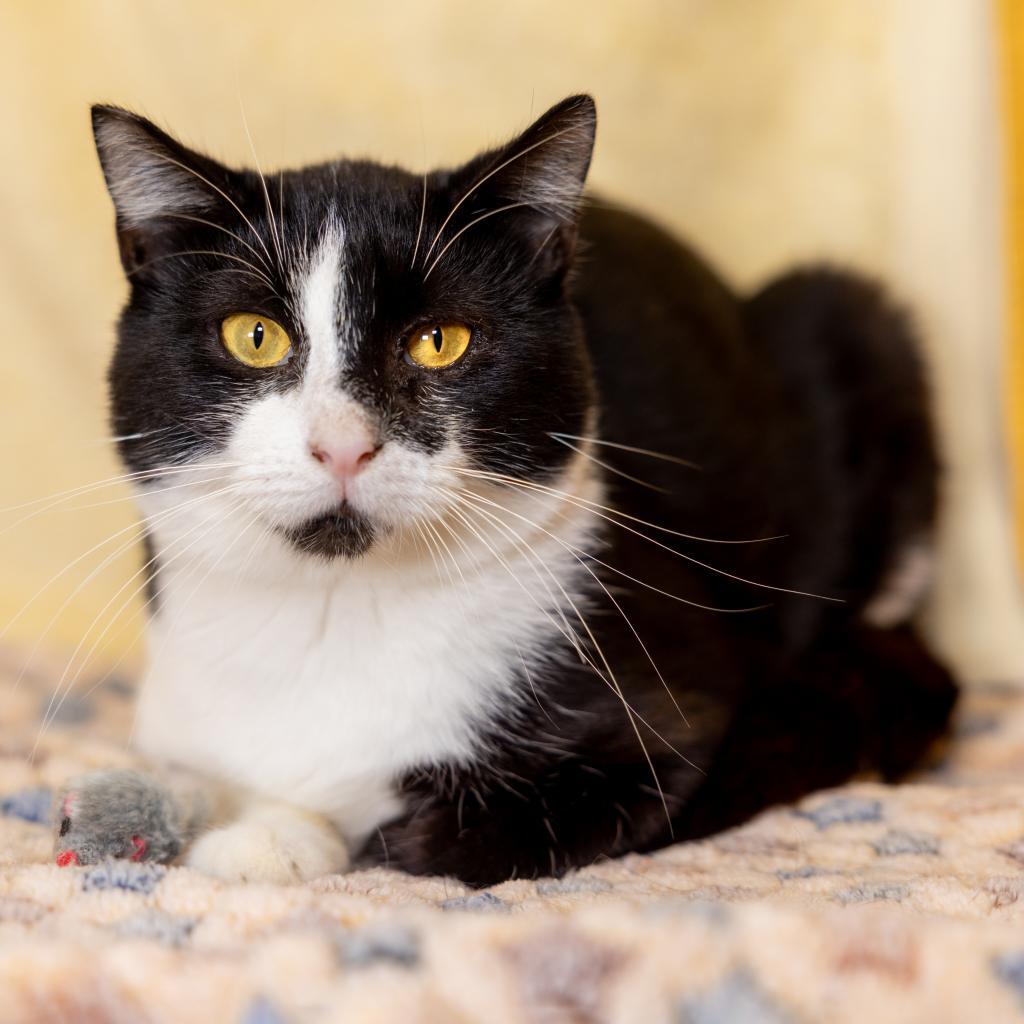 Enlarge Max, a Adoptable Domestic Short Hair in Durham, NC image 4/5