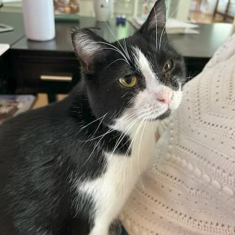 Enlarge Max, a Adoptable Domestic Short Hair in Durham, NC image 5/5