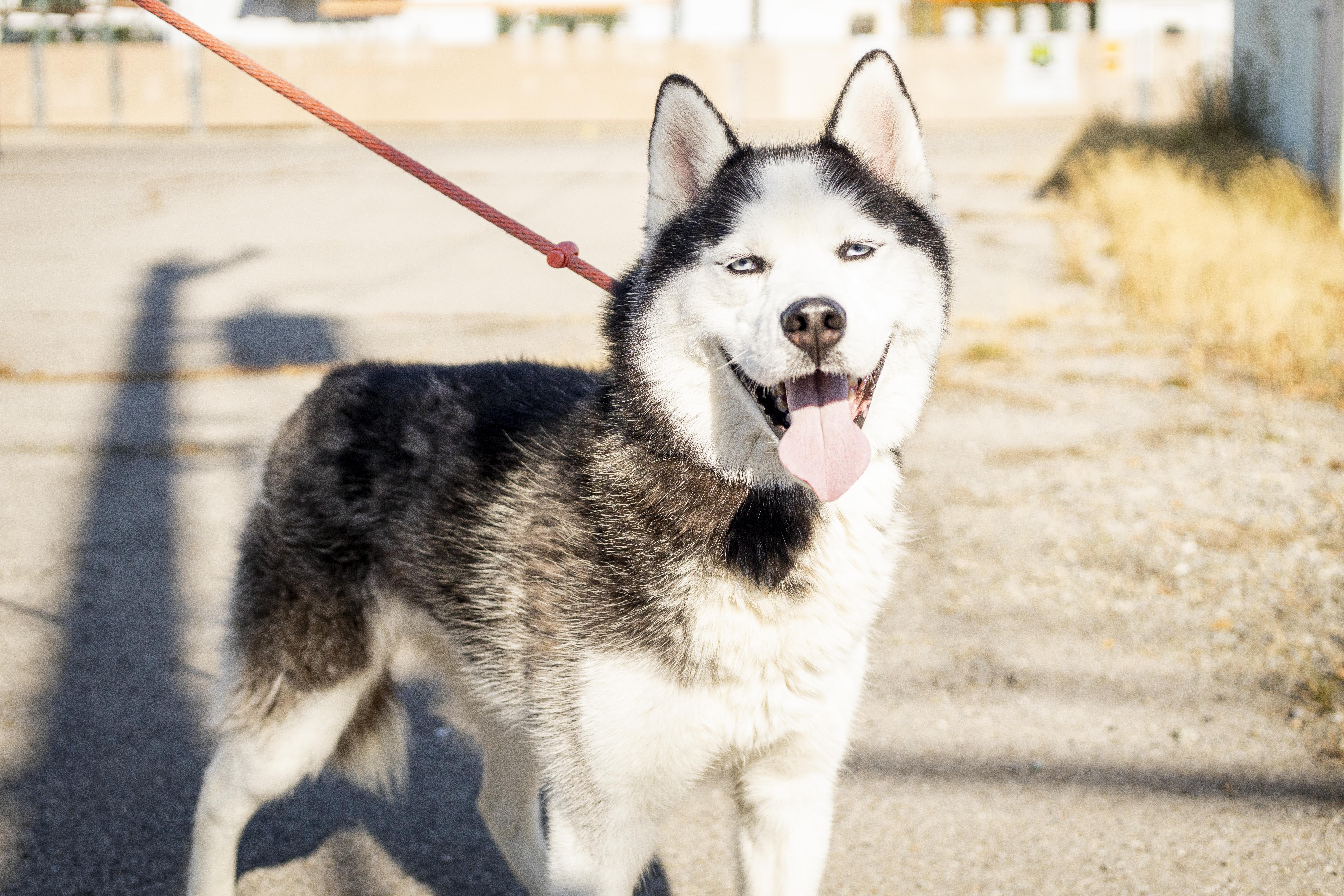 Sammy, Adoptable, Young Male Husky.