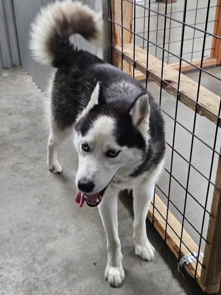 Enlarge Sammy, a Adoptable mixed breed in Kellogg, ID image 2/2