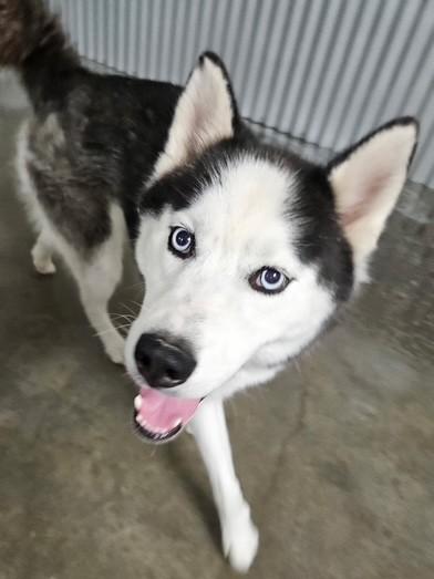 Enlarge Sammy, a Adoptable mixed breed in Kellogg, ID image 1/2