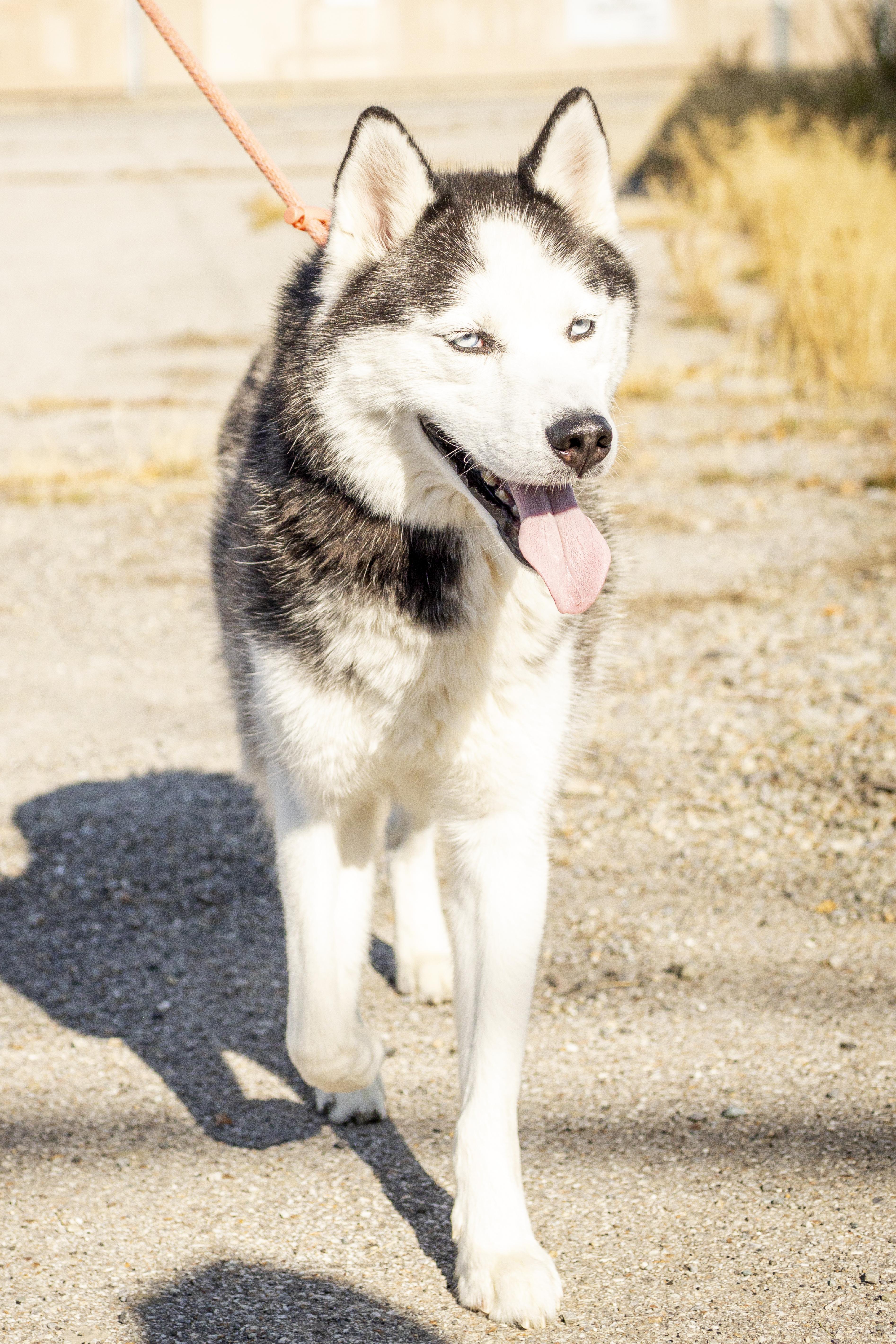 Enlarge Sammy, a Adoptable mixed breed in Kellogg, ID image 2/4