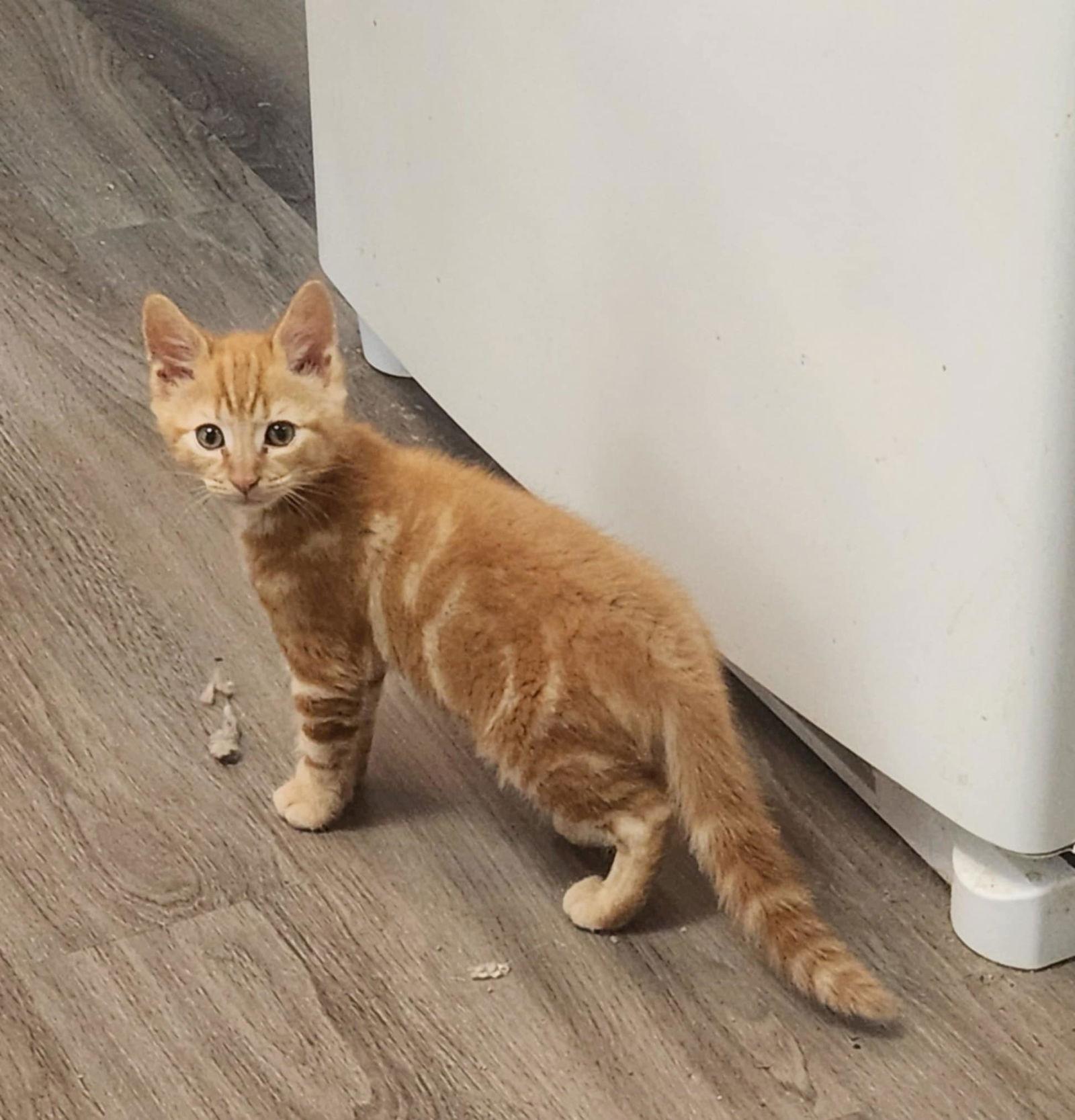 Yam PENDING ADOPTION, Adopted, Kitten Male Tabby & Domestic Short Hair.