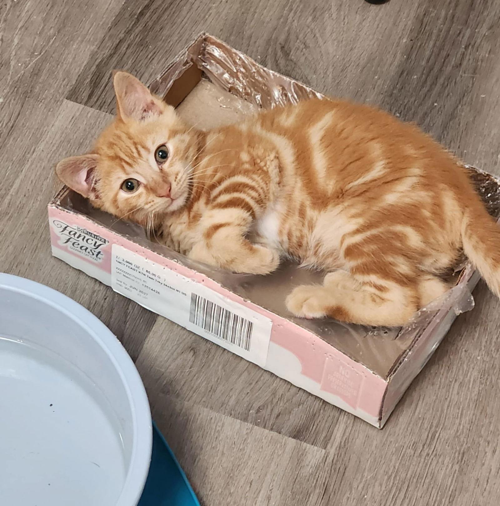 Enlarge Yam PENDING ADOPTION, a Adopted mixed breed in Seaford, DE image 2/2