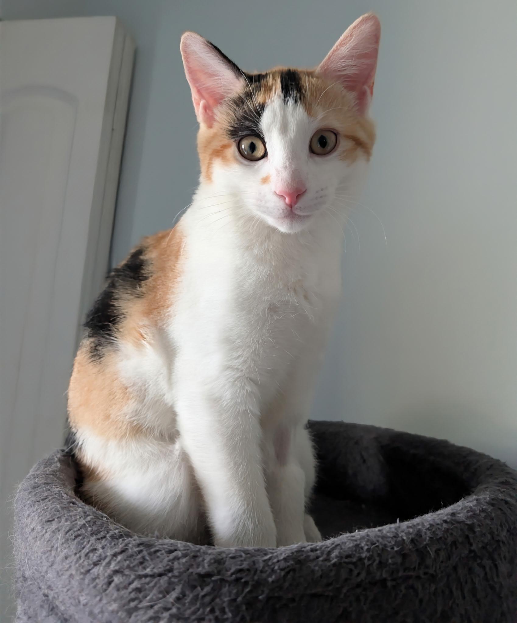 Enlarge Samoa, a ADOPTABLE Calico in Jeffersonville, IN image 2/2
