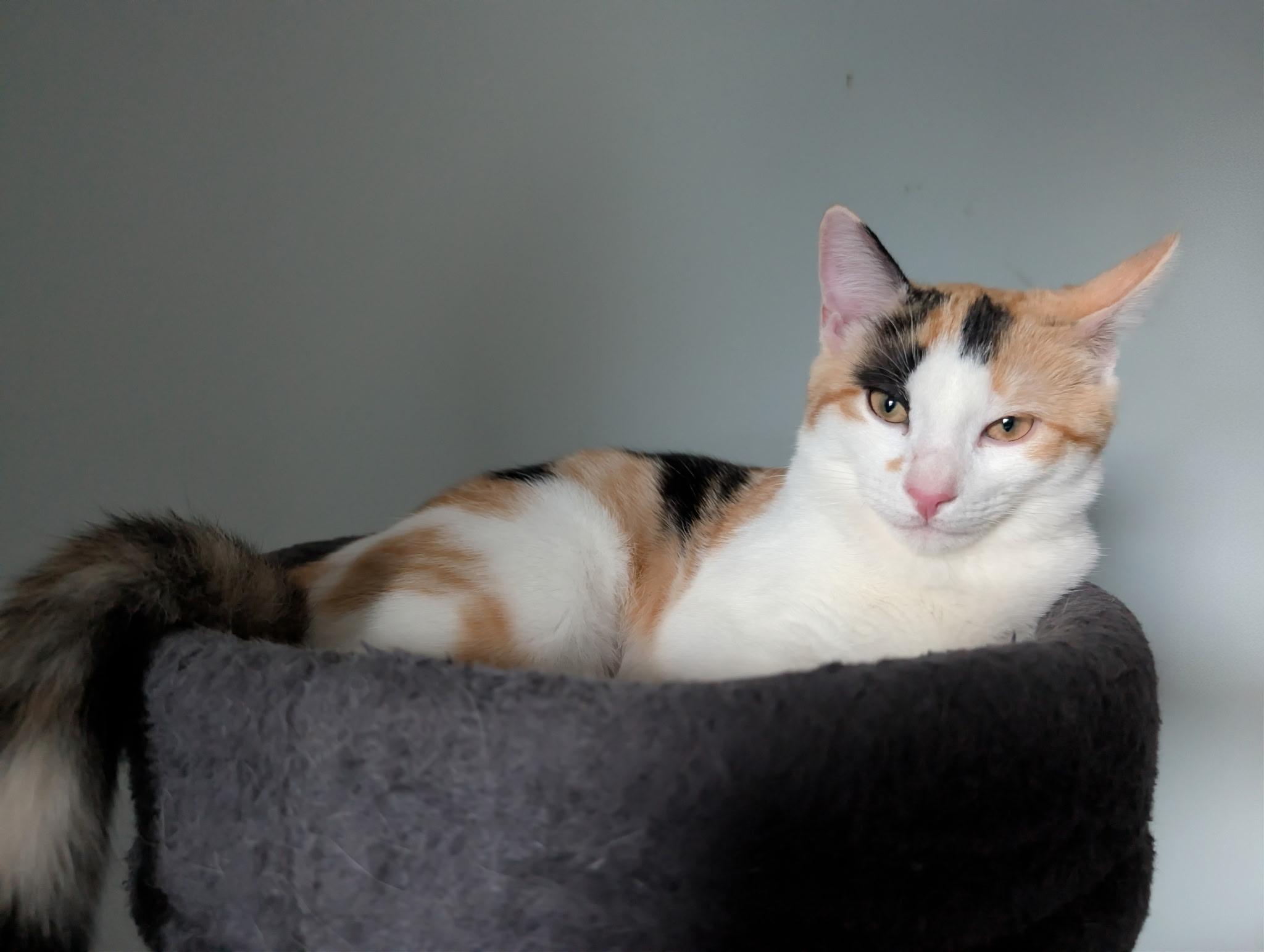 Samoa, ADOPTABLE, Kitten Female Calico.