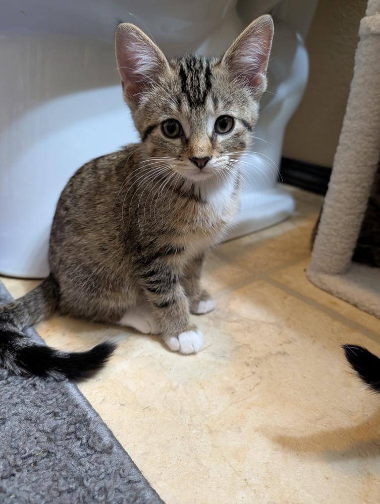 Marvel, Adoptable, Kitten Male Domestic Short Hair & Tabby.
