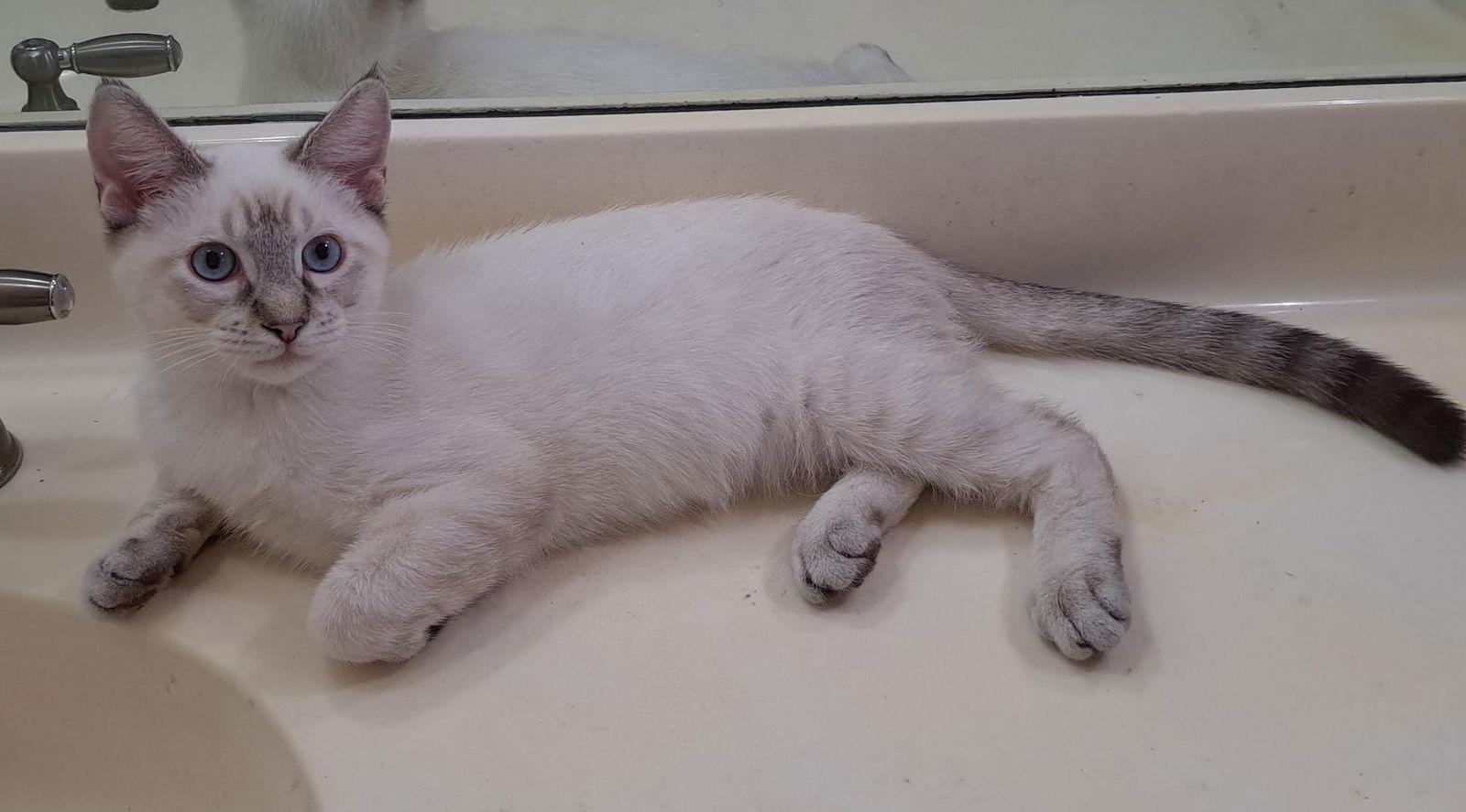 Enlarge Maverick (bonded with Cheyenne), a Adopted Siamese in Phoenix, AZ image 1/2