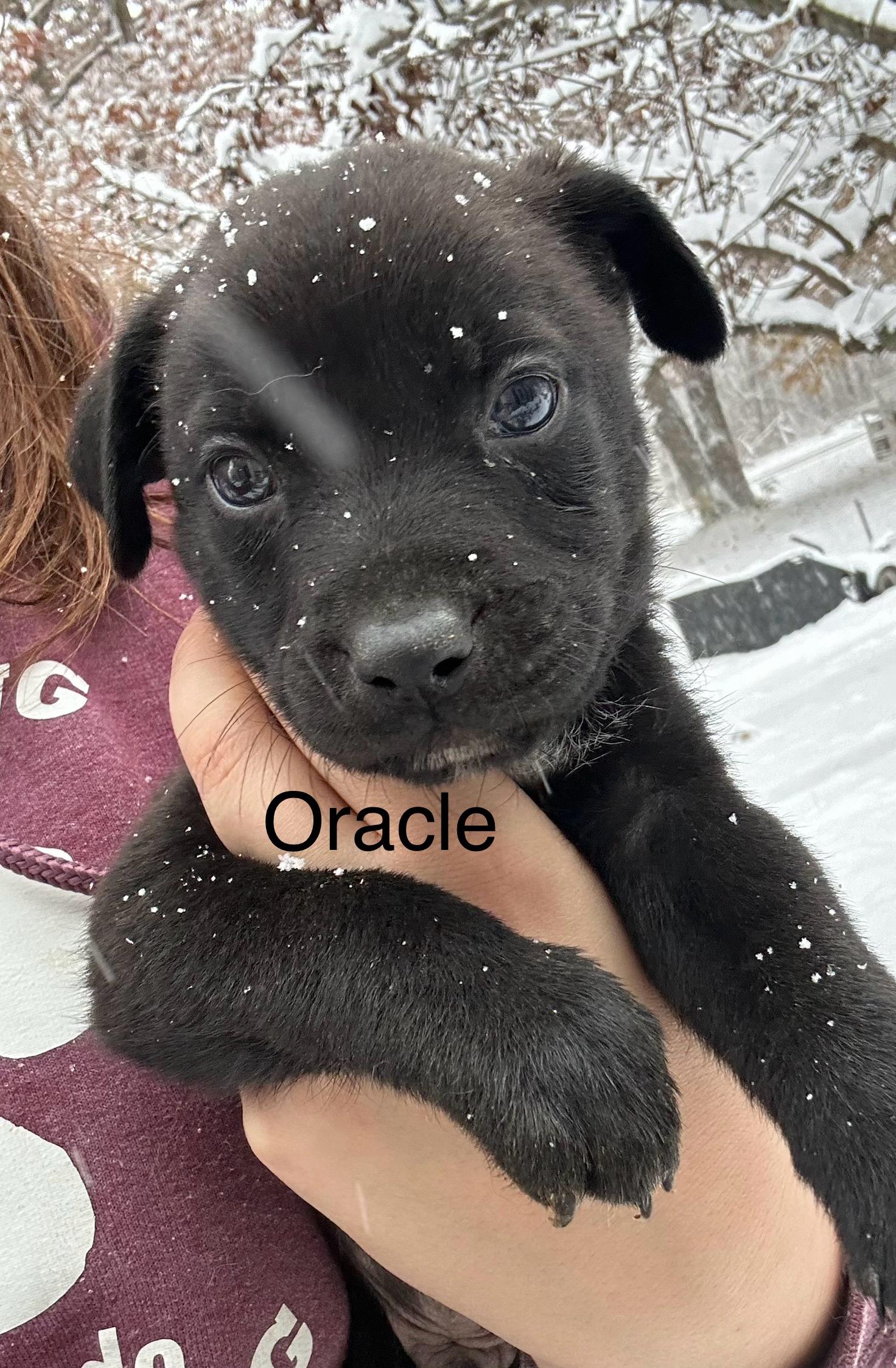 Oracle