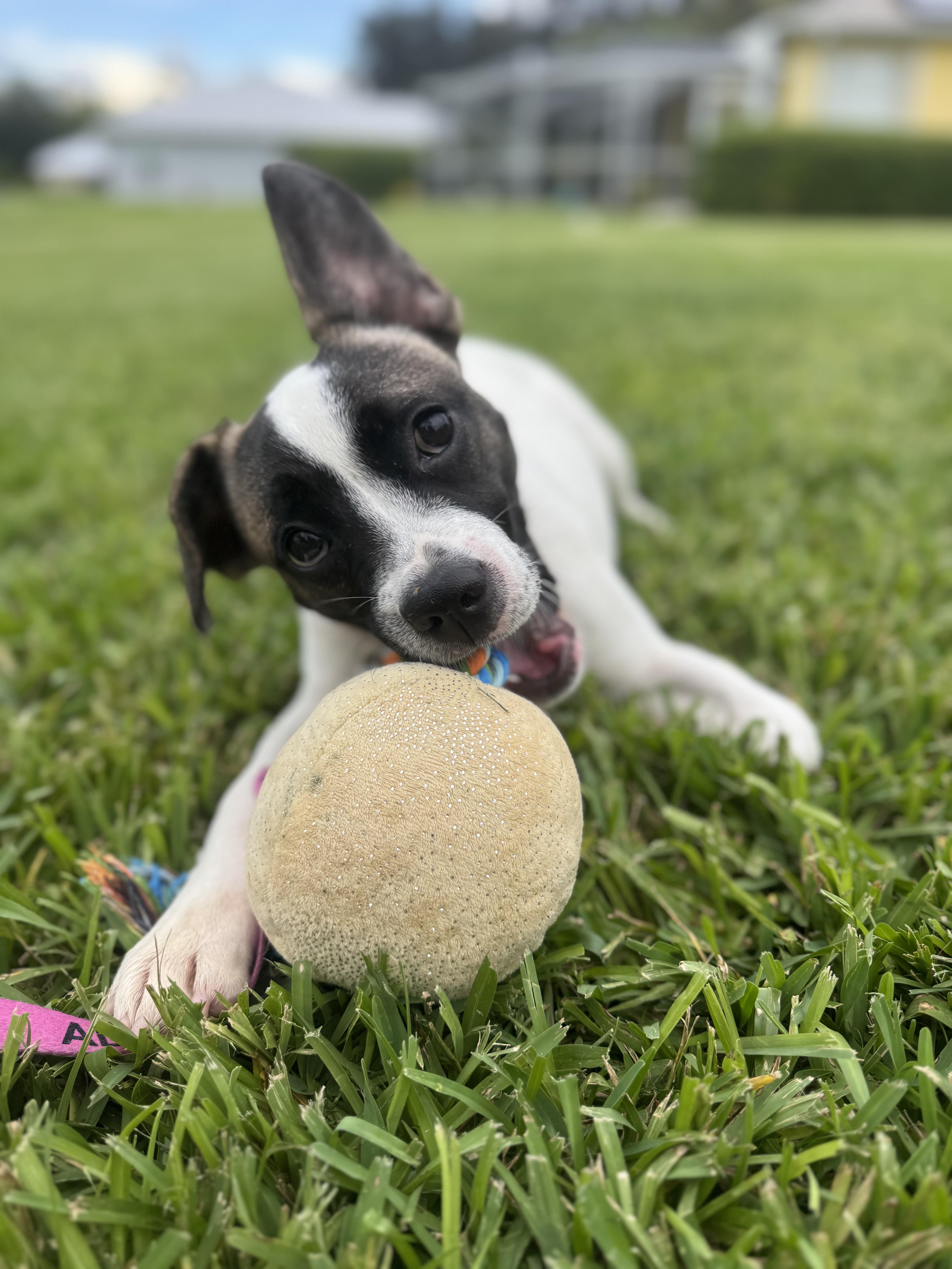 Cherrie, an adopted mixed breed in vero beach, FL image 3/6