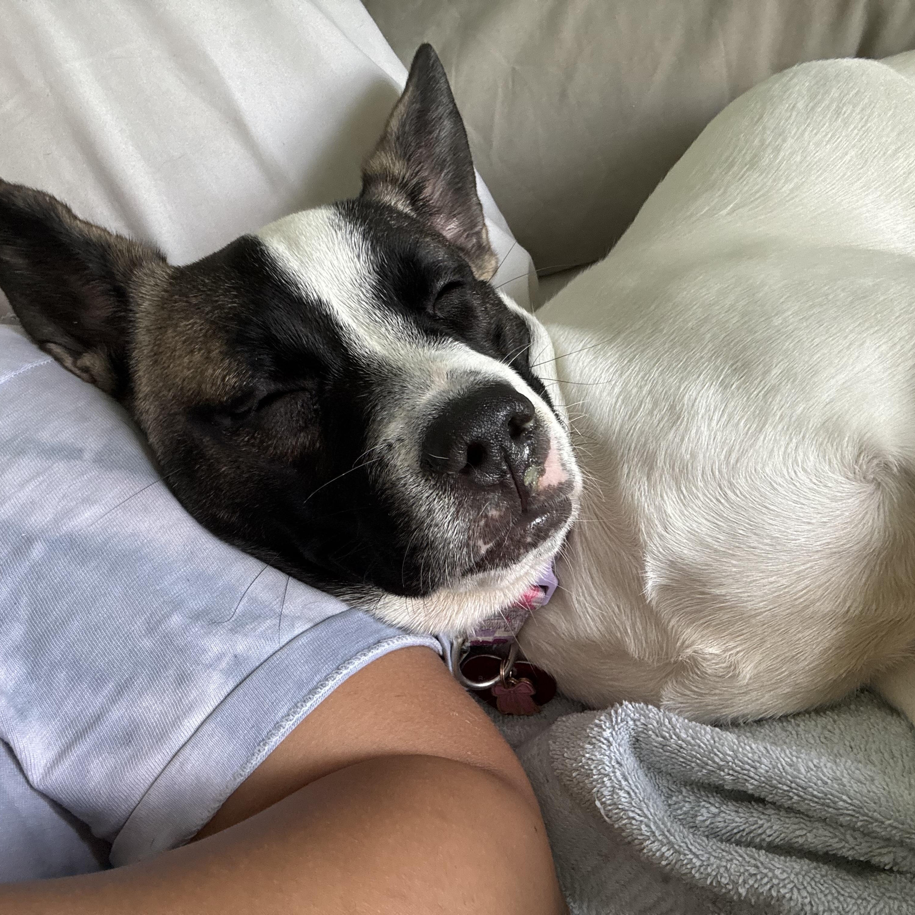 Cherrie, an adopted mixed breed in vero beach, FL image 5/6