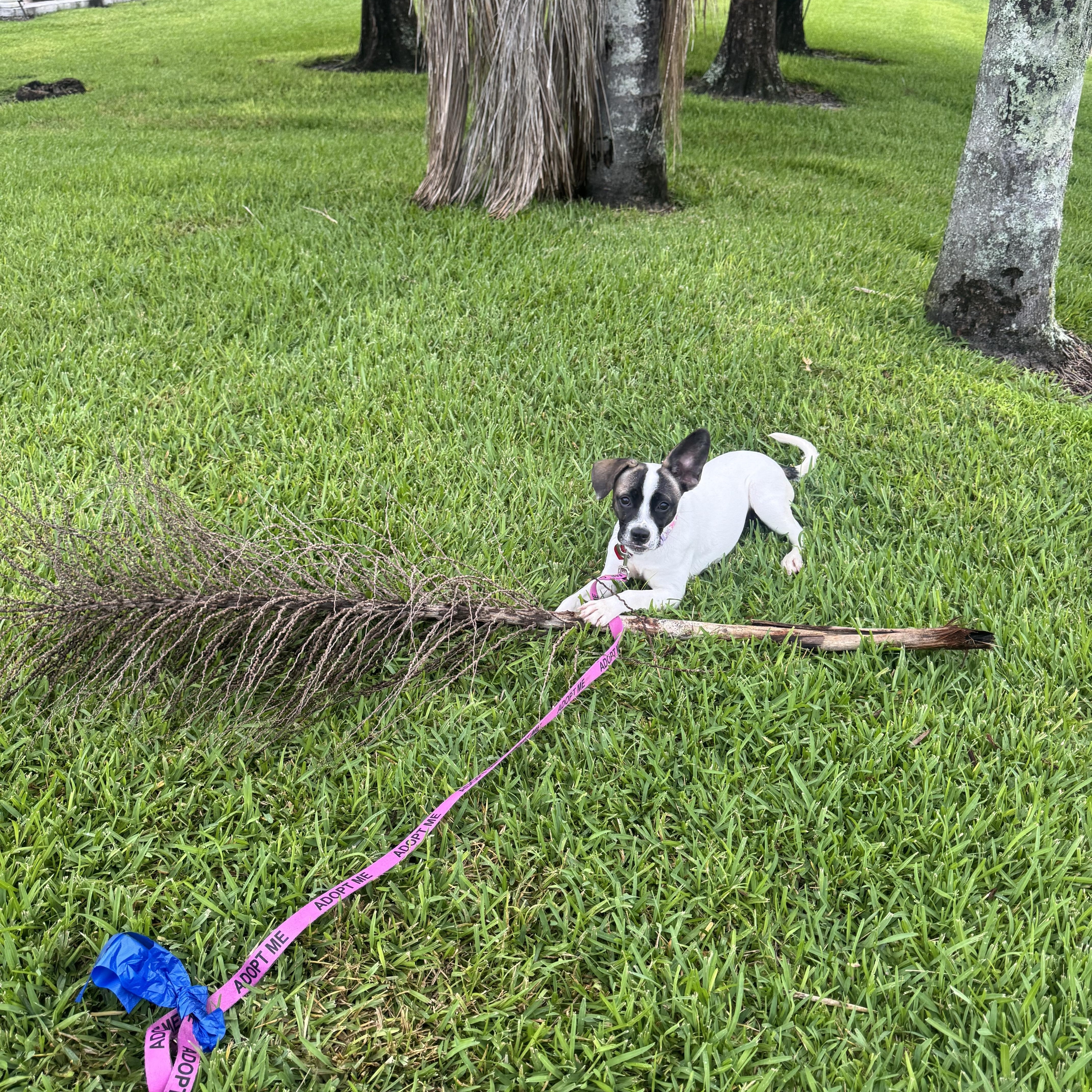 Cherrie, an adopted mixed breed in vero beach, FL image 2/6