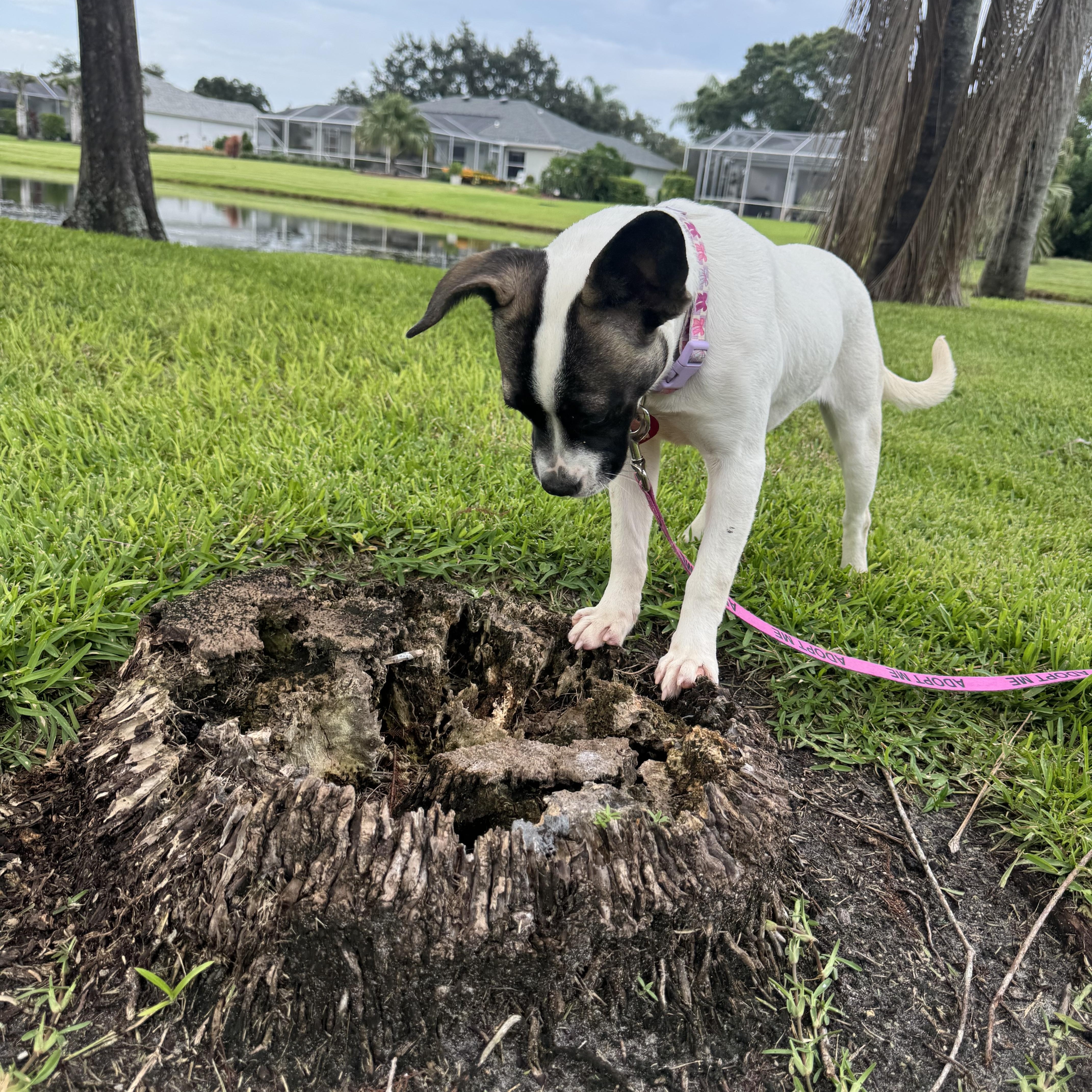 Cherrie, an adopted mixed breed in vero beach, FL image 4/6