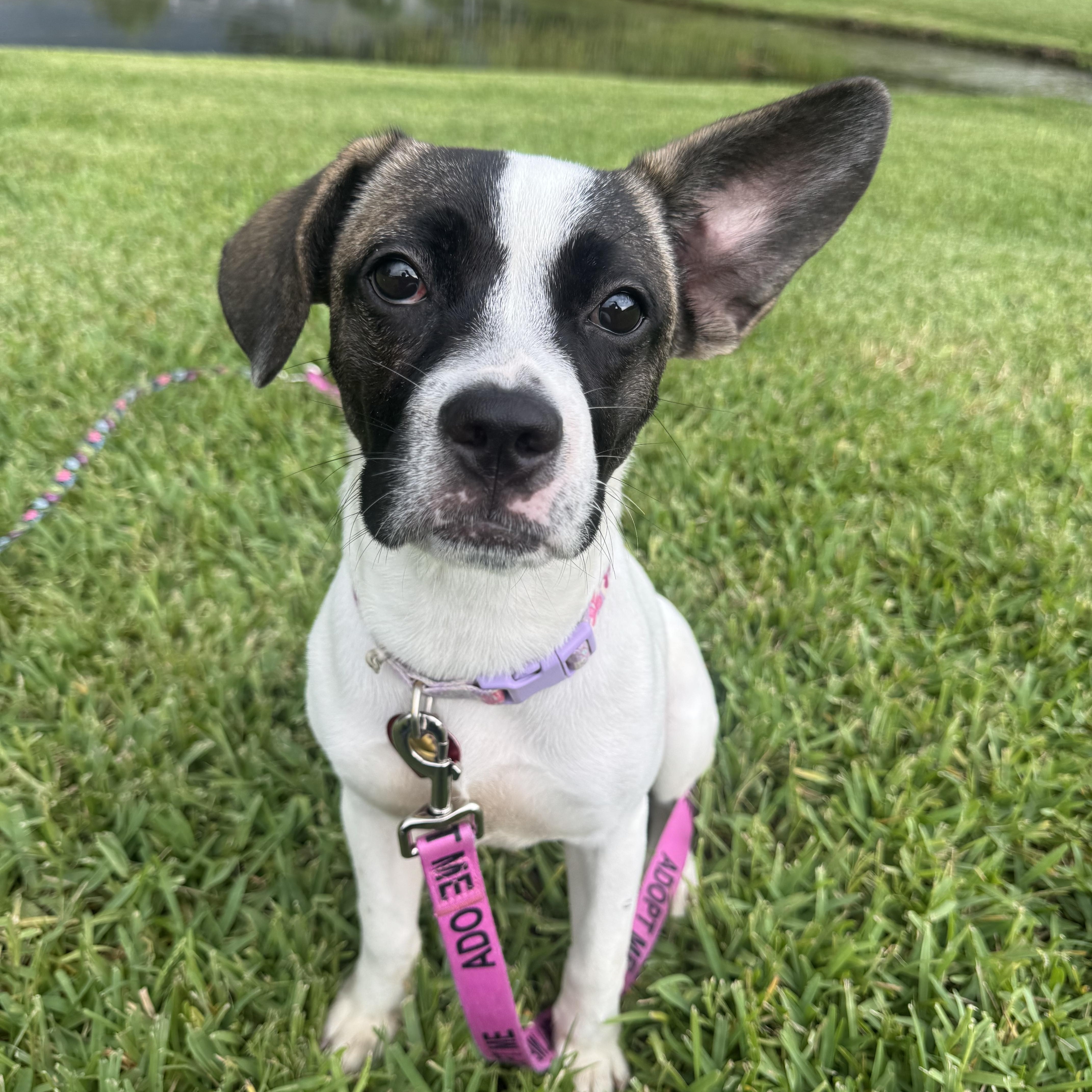 Cherrie, adopted, Puppy Female Bulldog.