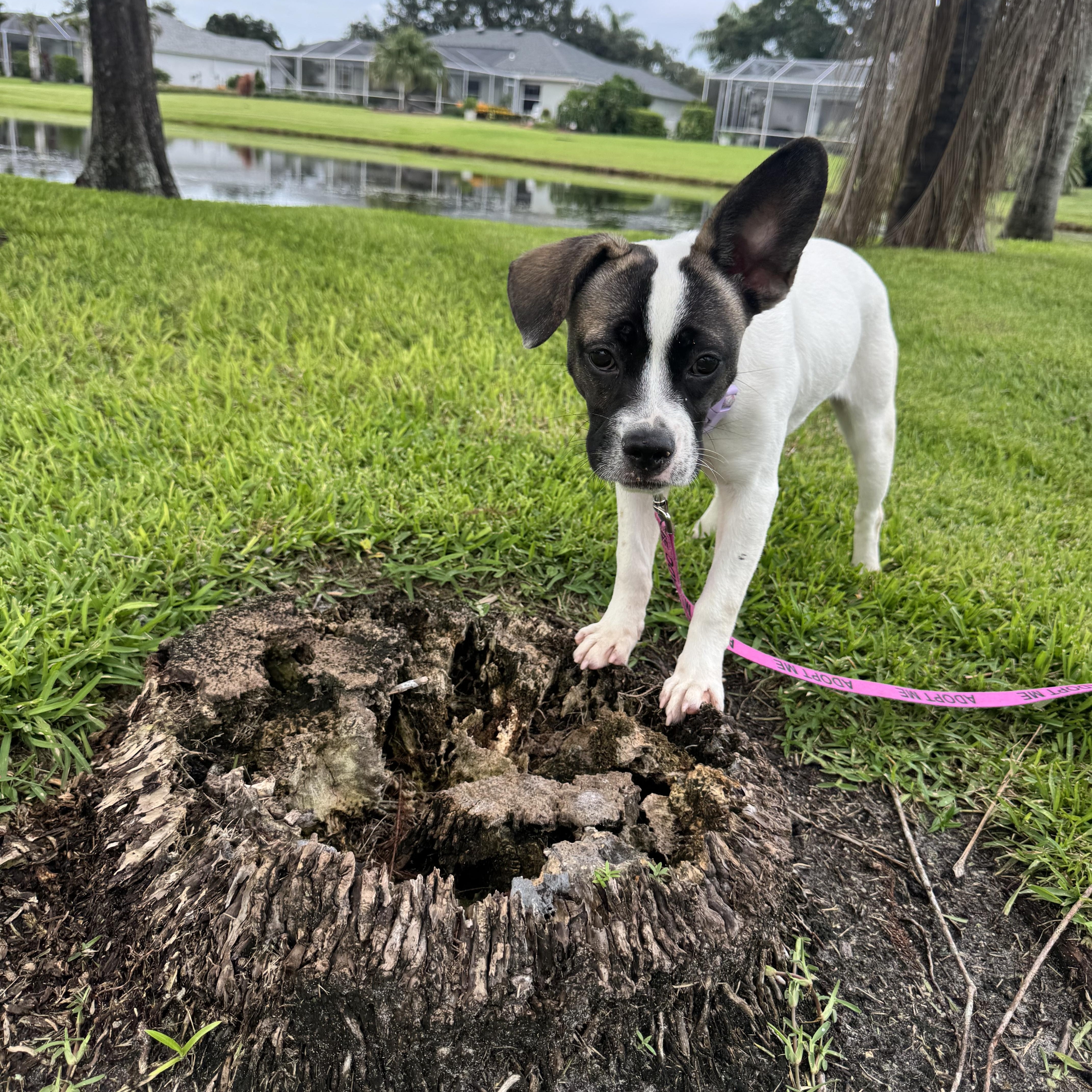 Cherrie, an adopted mixed breed in vero beach, FL image 6/6