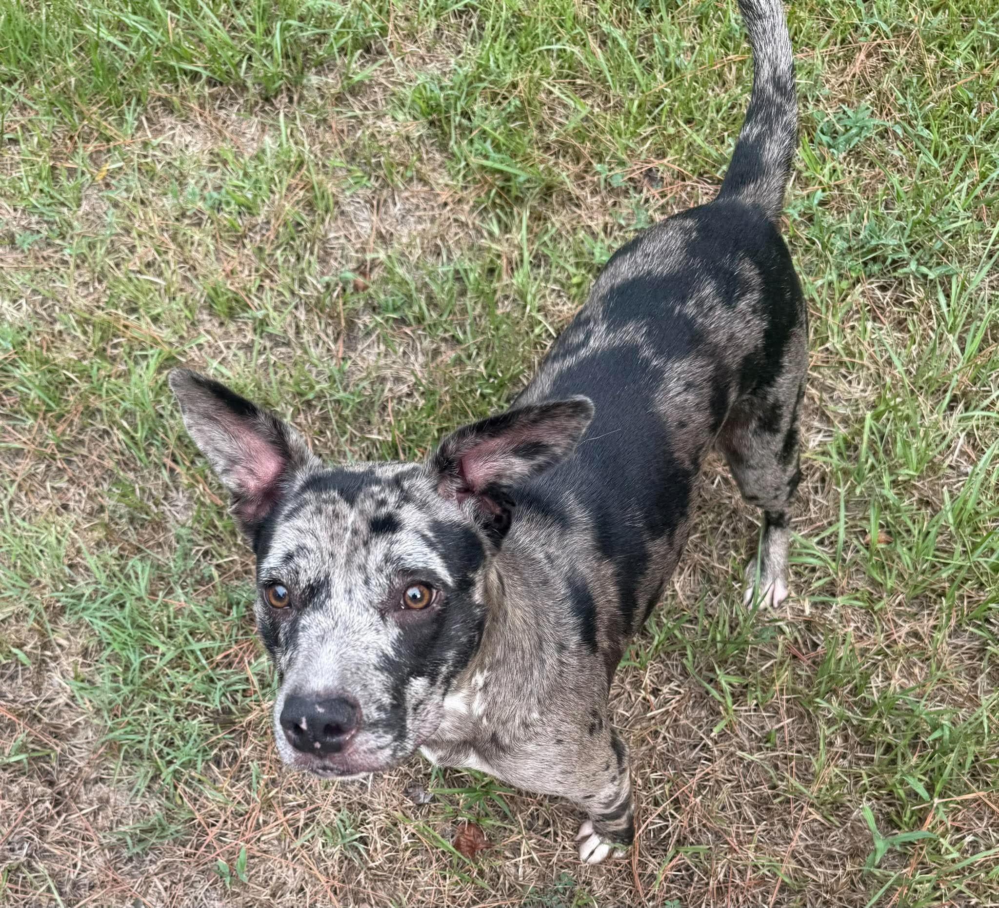 Enlarge Janice, a Adoptable Catahoula Leopard Dog in Rock Hill, NY image 1/2
