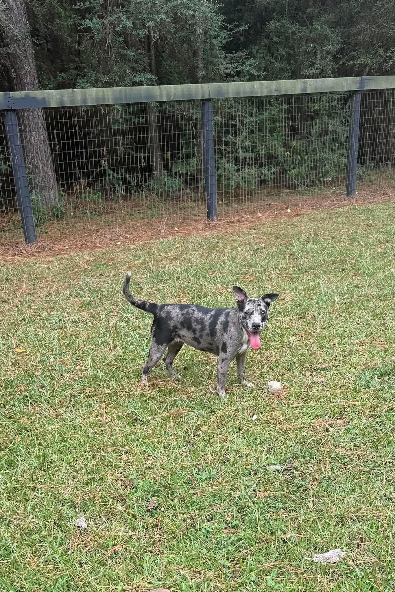 Enlarge Janice, a Adoptable Catahoula Leopard Dog in Rock Hill, NY image 2/2