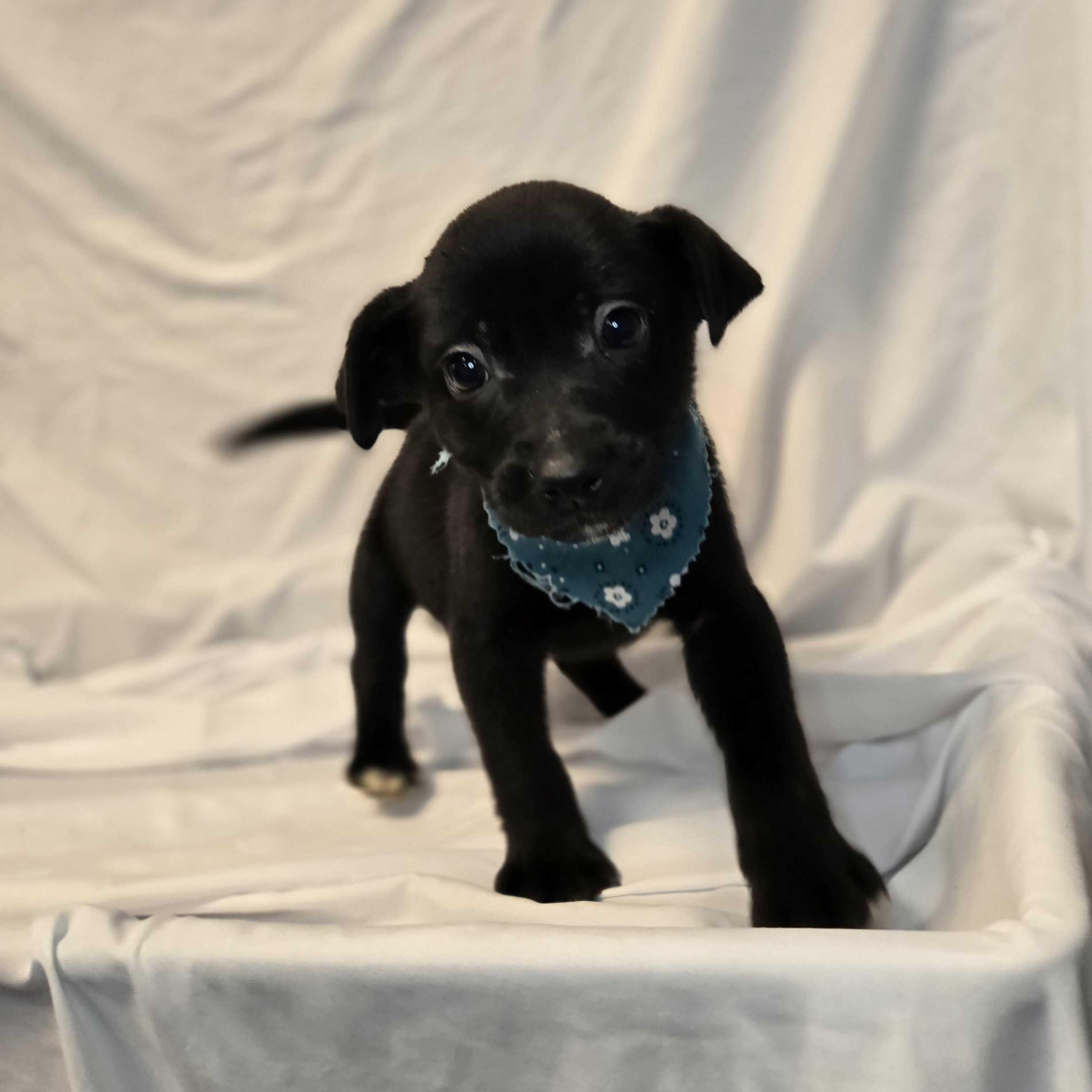 Duke Weselton, a Adoptable Mixed Breed in Canal Winchester, OH image 1/2