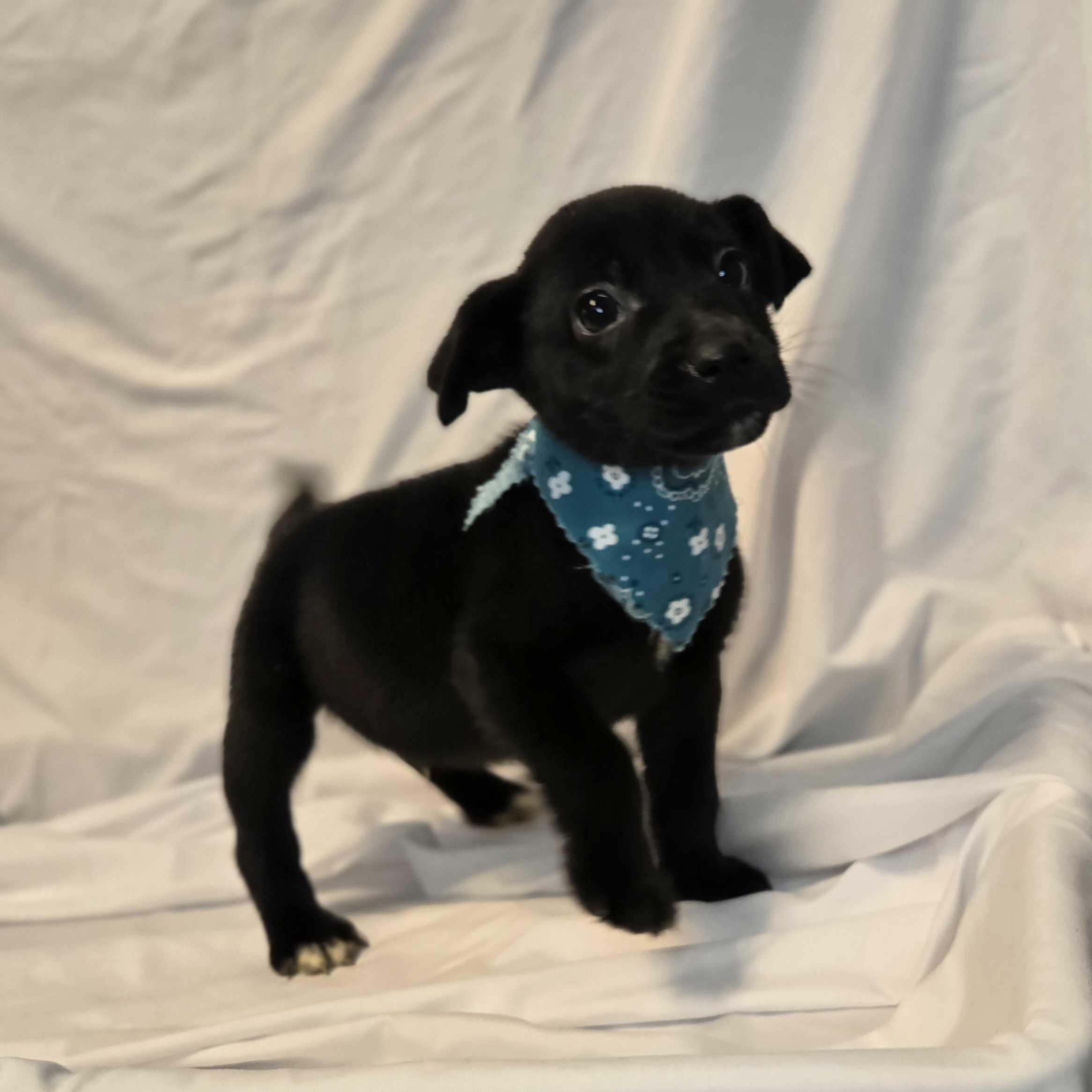 Duke Weselton, a Adoptable Mixed Breed in Canal Winchester, OH image 2/2