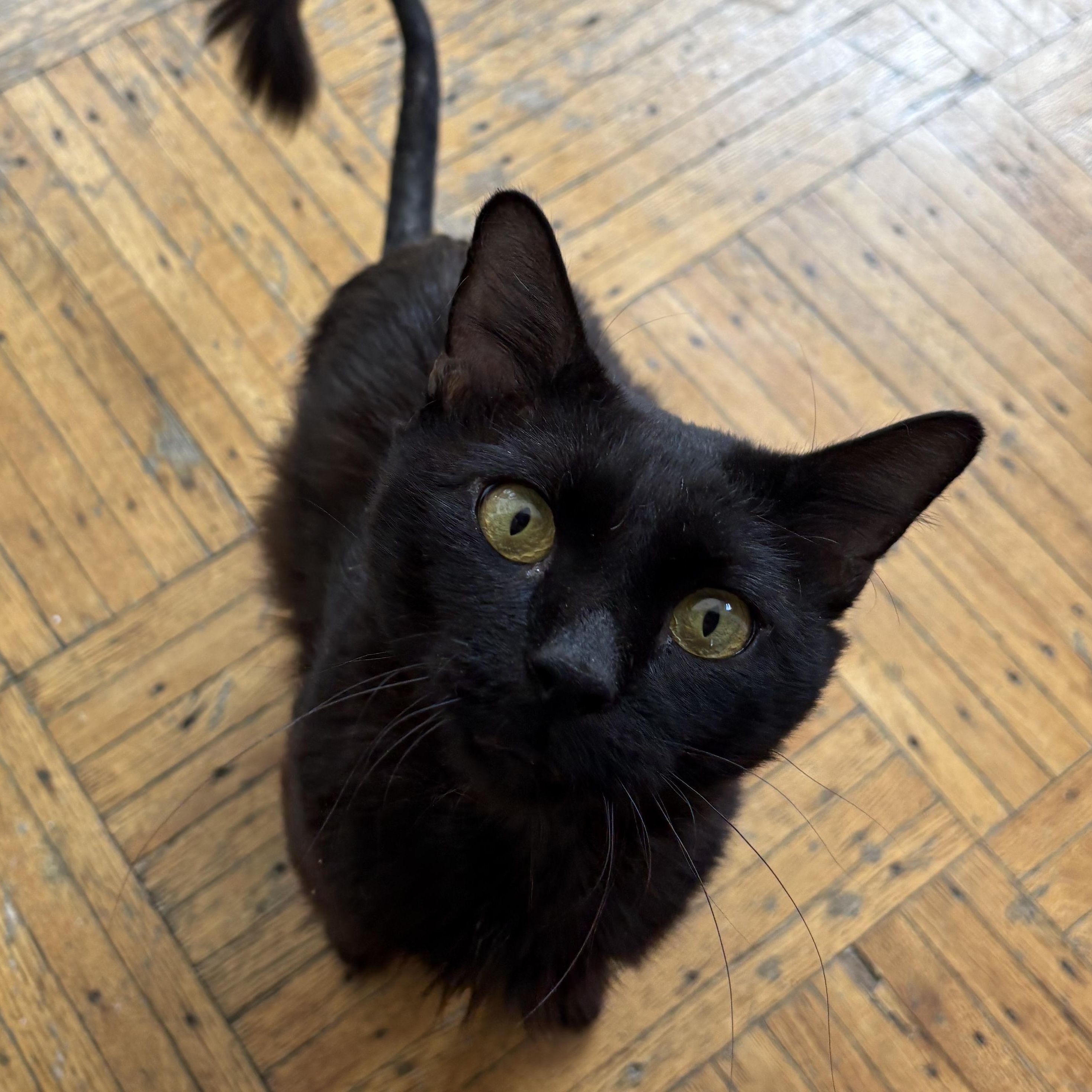 George, a ADOPTABLE Domestic Medium Hair in Brooklyn, NY image 2/2
