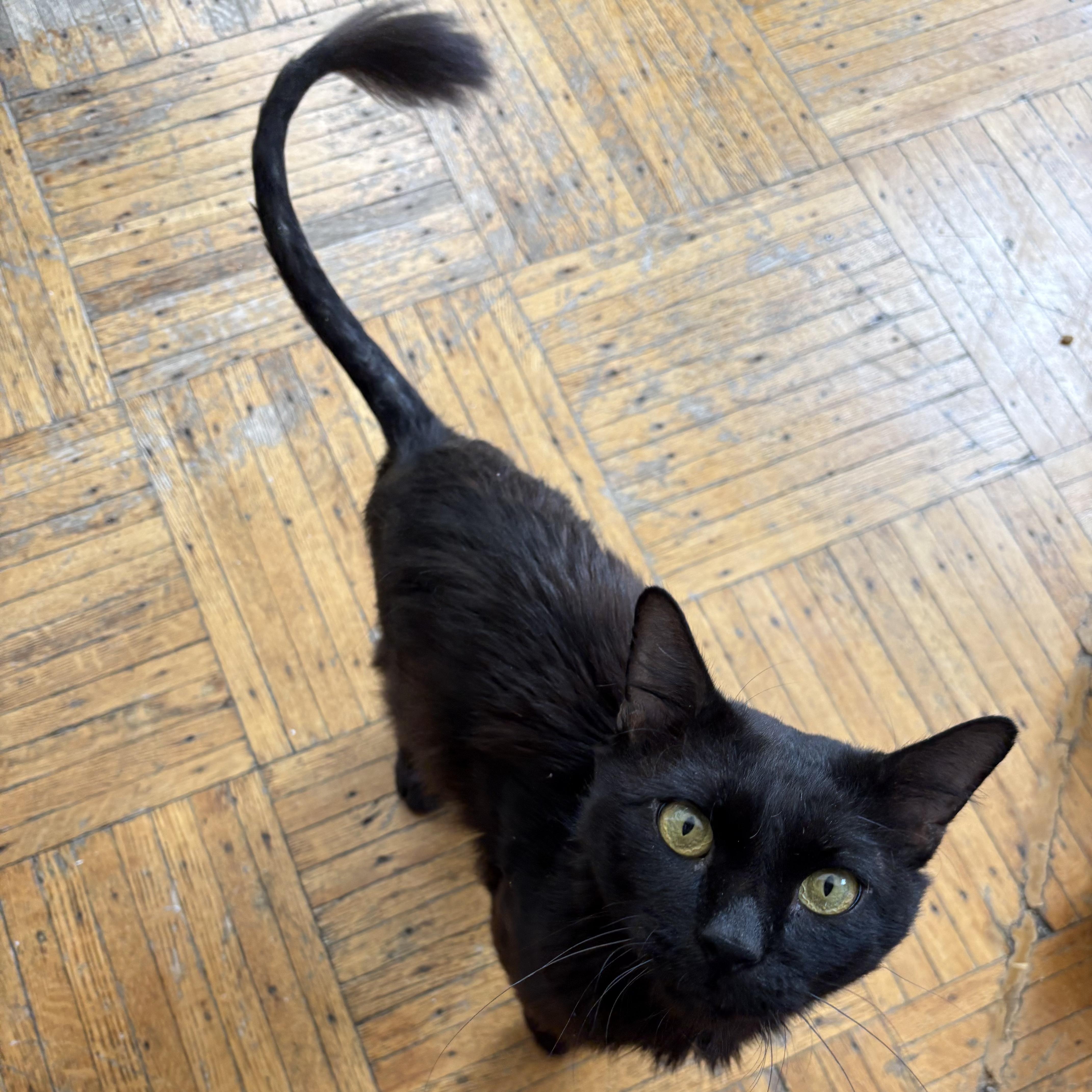 George, ADOPTABLE, Young Male Domestic Medium Hair.