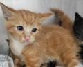EENIE, Adoptable, Young Male Domestic Short Hair.