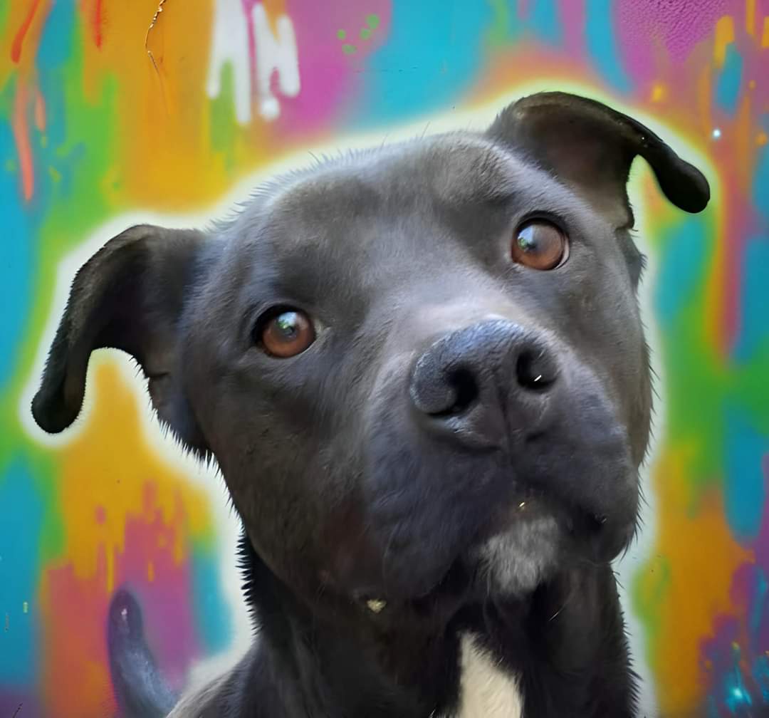 Apollo, a Adoptable mixed breed in Memphis, TN image 2/6