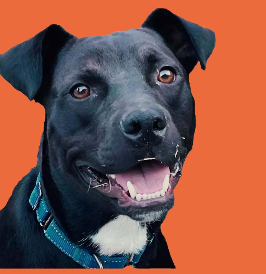 Apollo, a Adoptable mixed breed in Memphis, TN image 4/6