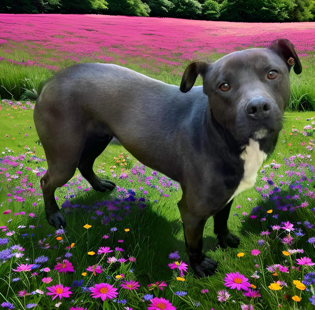 Apollo, a Adoptable mixed breed in Memphis, TN image 5/6