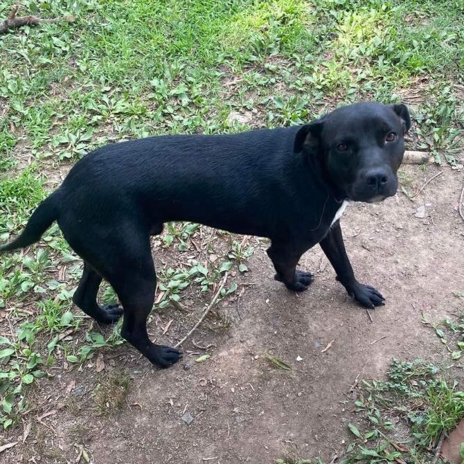 Apollo, a Adoptable mixed breed in Memphis, TN image 6/6