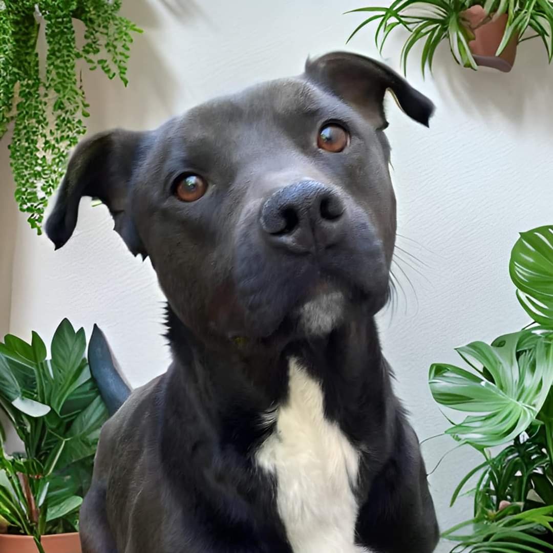 Apollo, a Adoptable mixed breed in Memphis, TN image 1/6