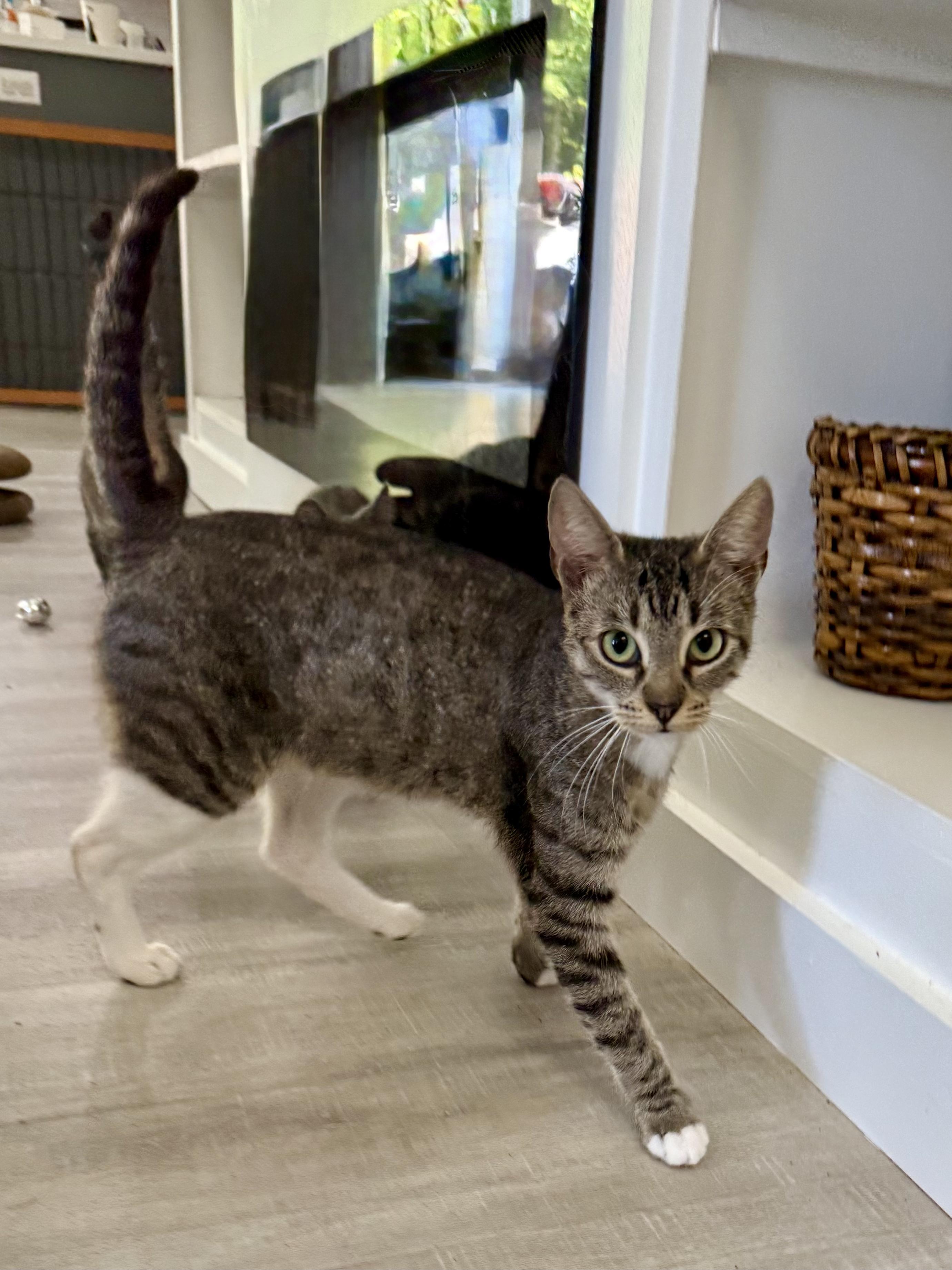 Freya, Adopted, Young Female Domestic Short Hair.